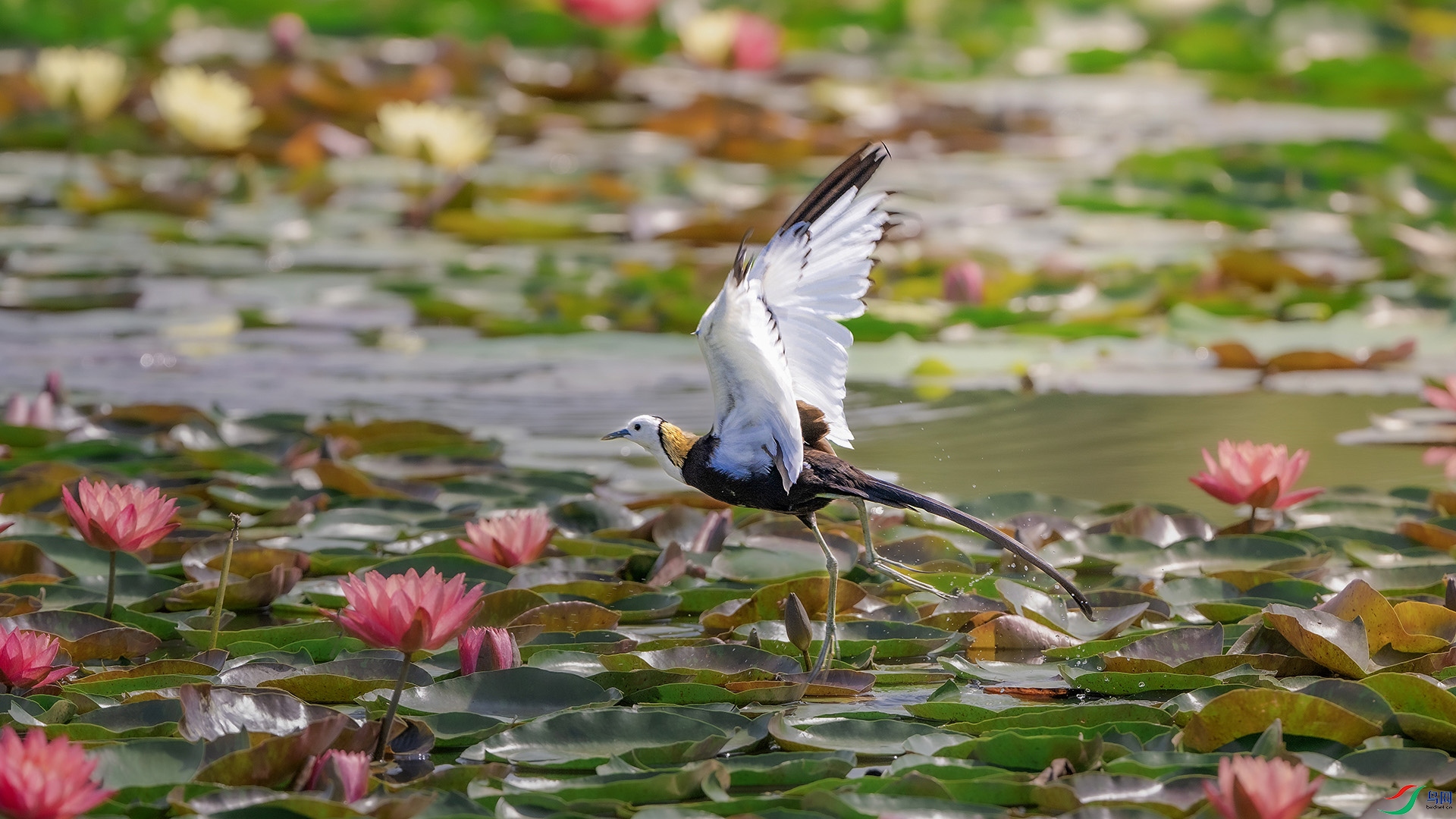DSC_5216 .jpg