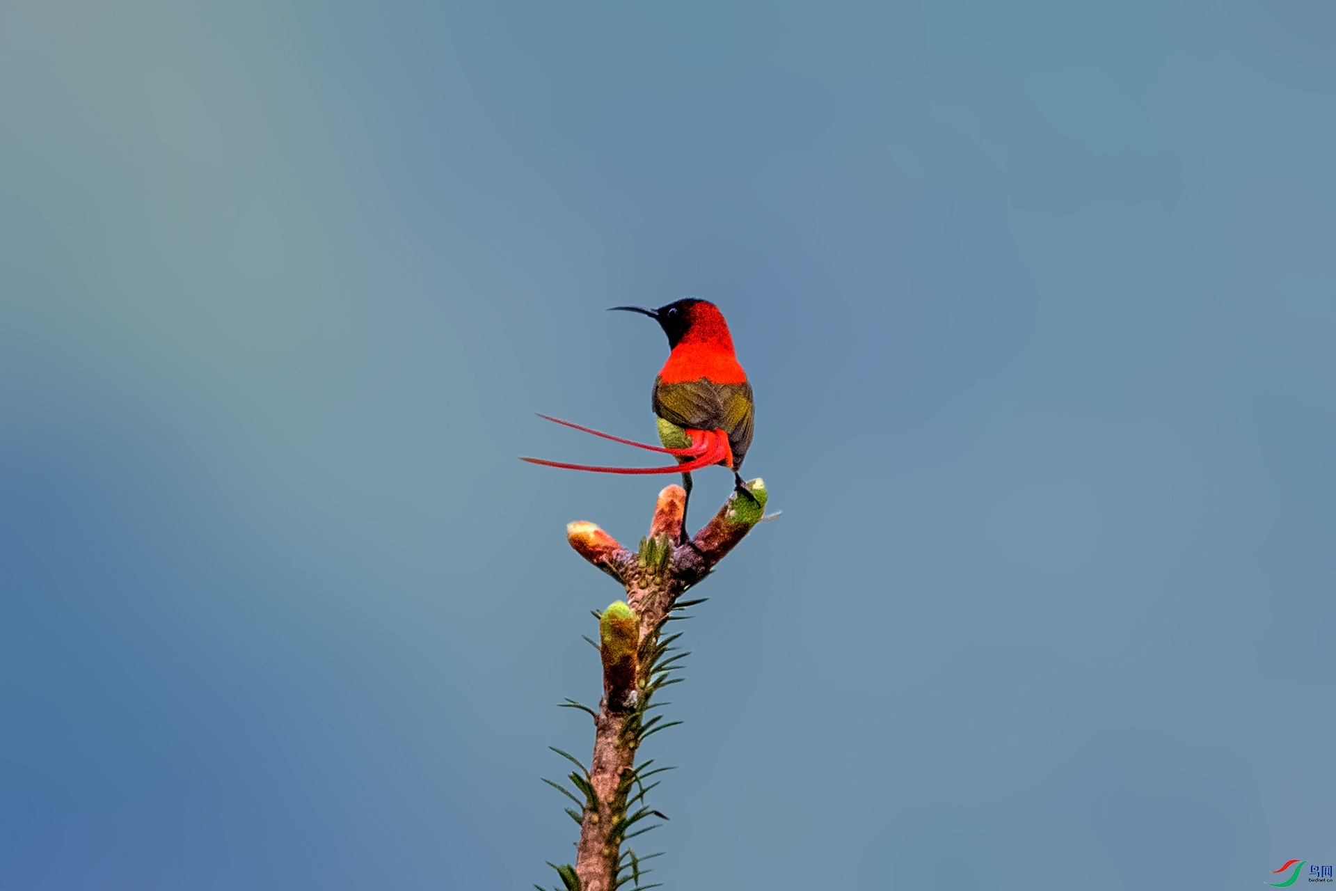 _AUU4460 ��β̫����(25.6.12).jpg