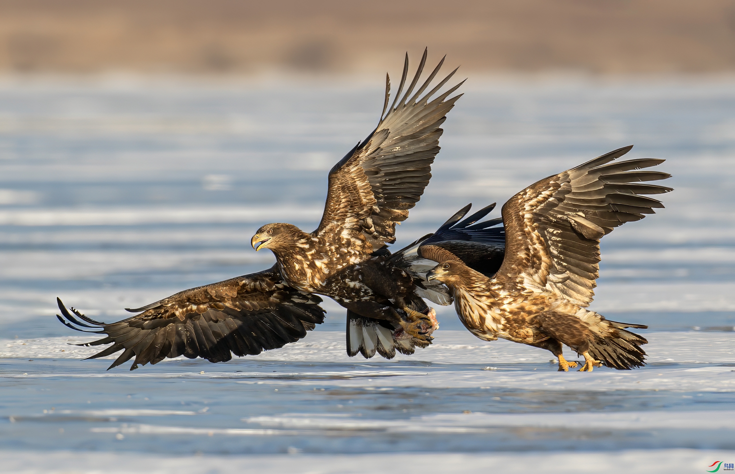 A06I6382-topaz-denoise.jpeg
