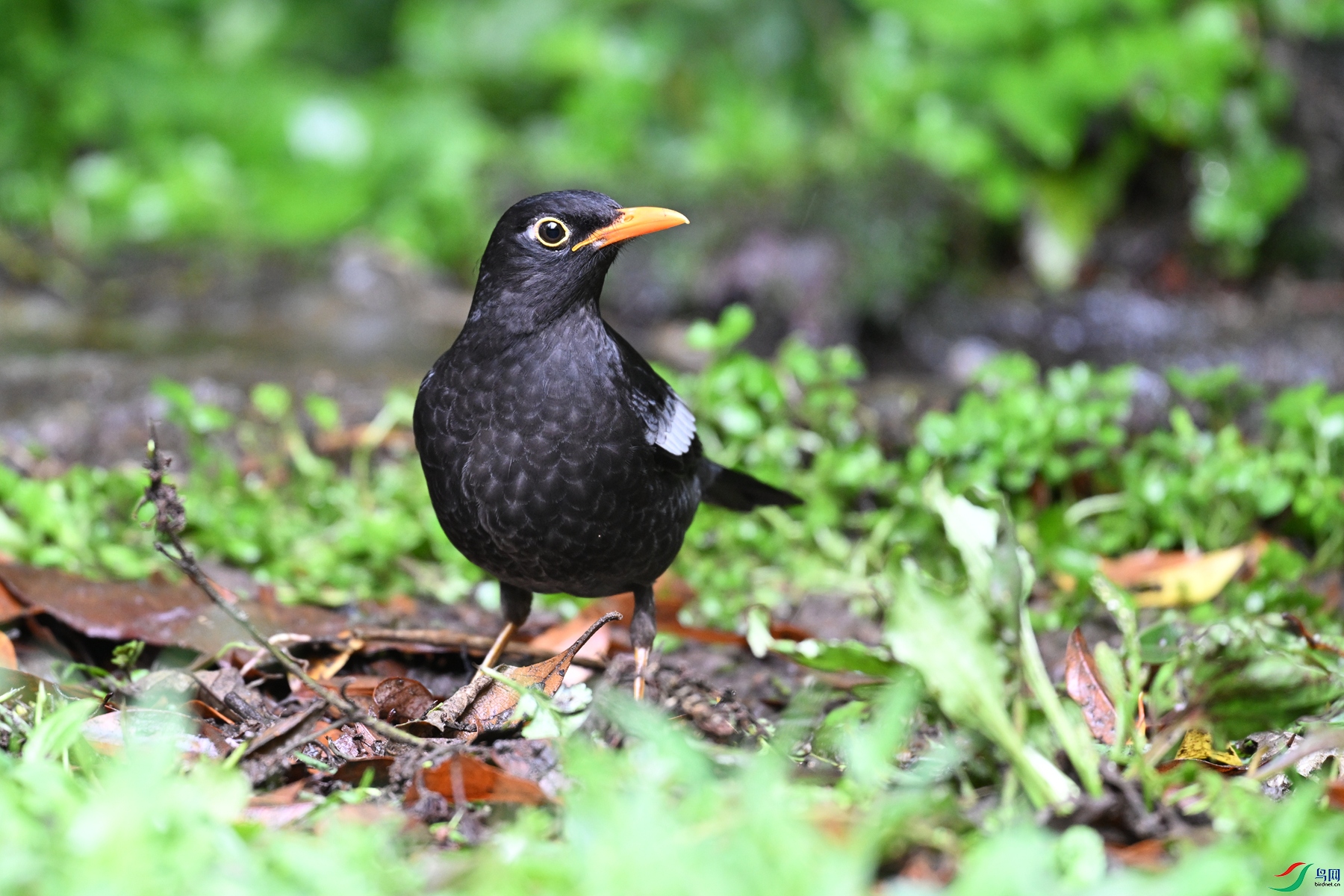 DSC_7257.JPG
