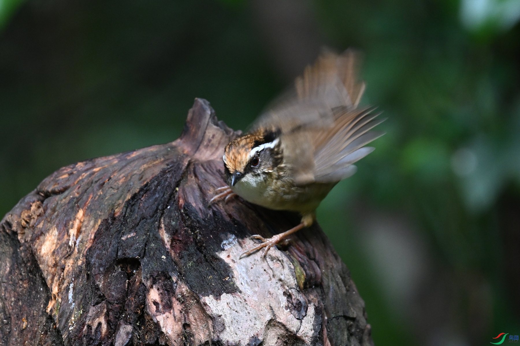 DSC_7268.JPG