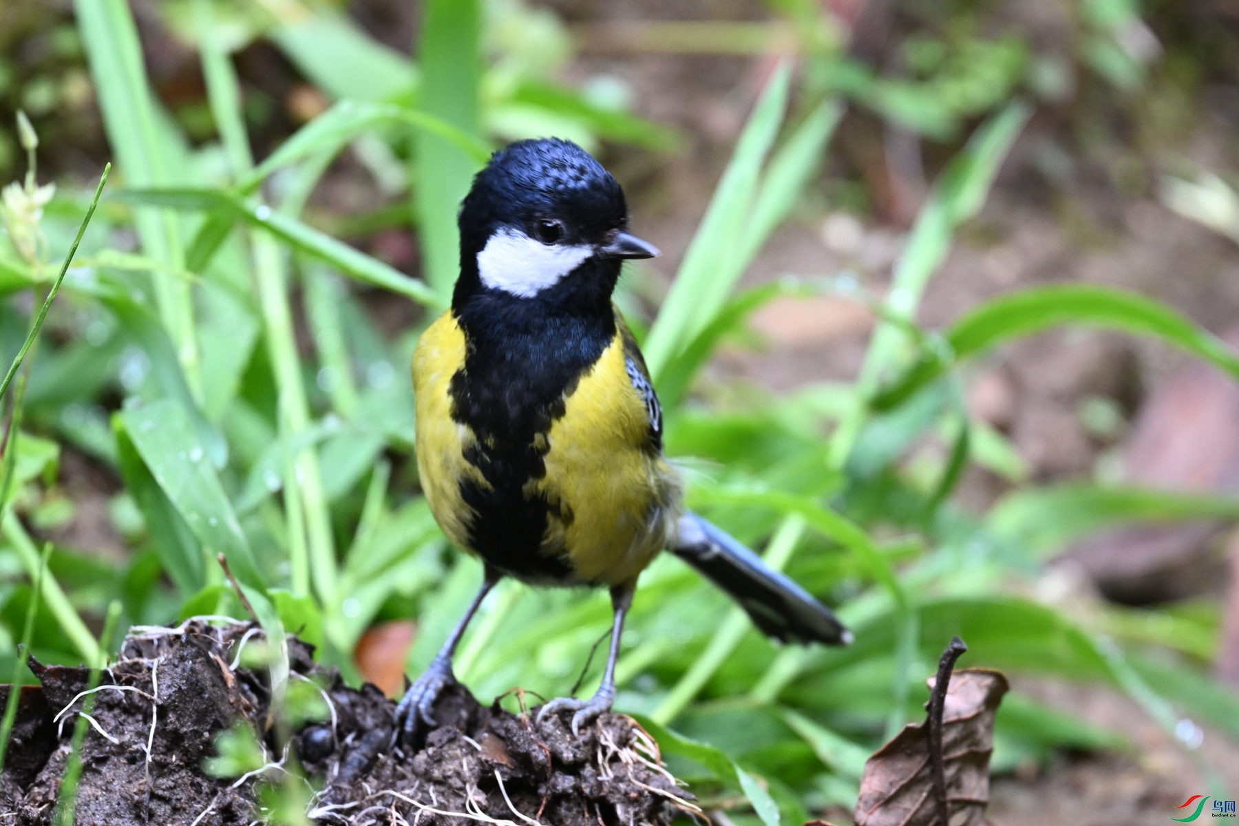 DSC_7215.JPG