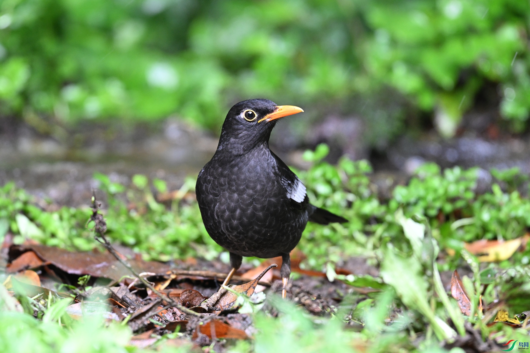 DSC_7258.JPG