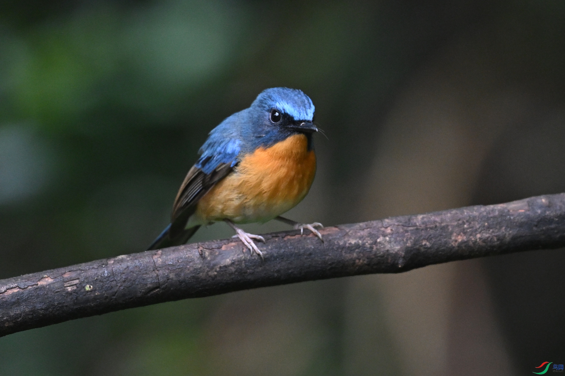 DSC_7232.JPG