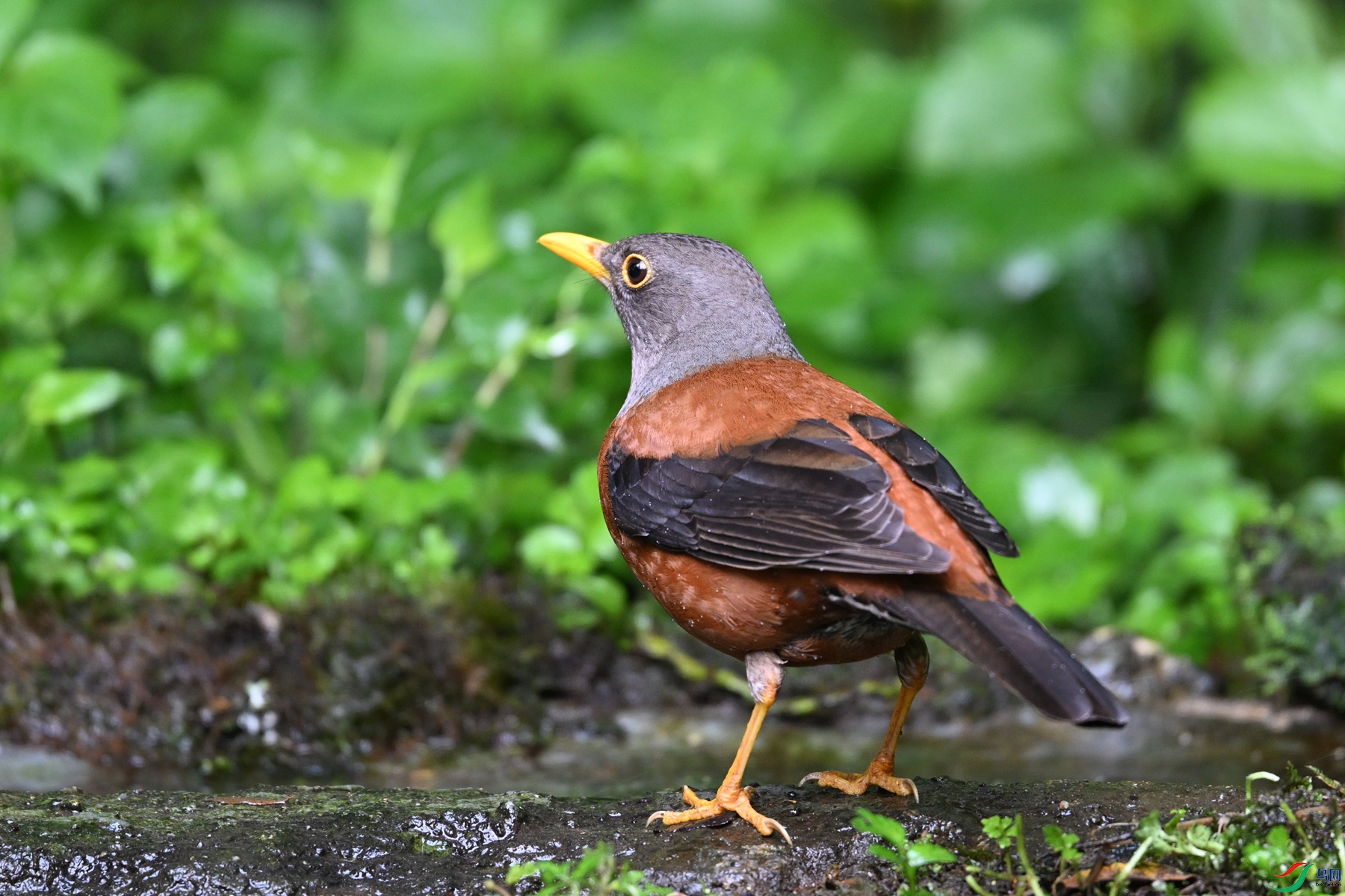 DSC_7246.JPG