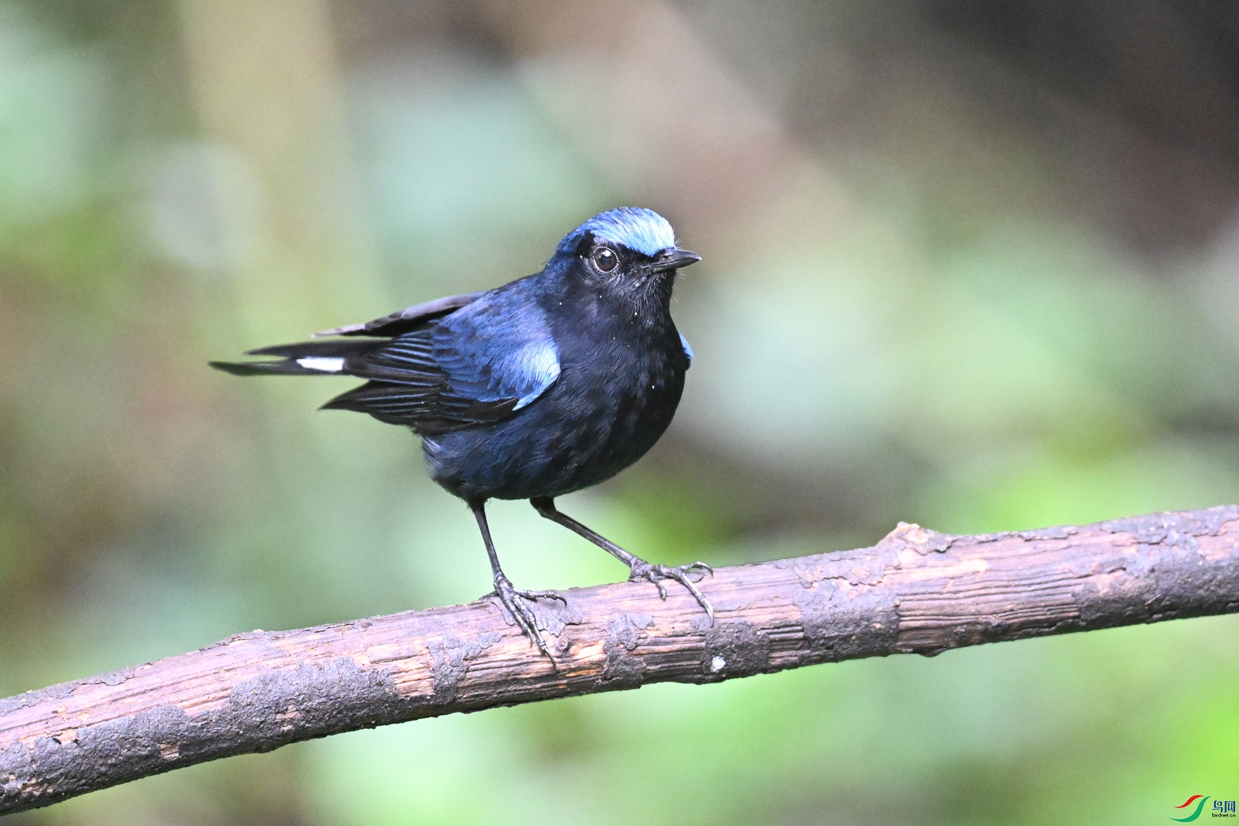 DSC_7264.JPG