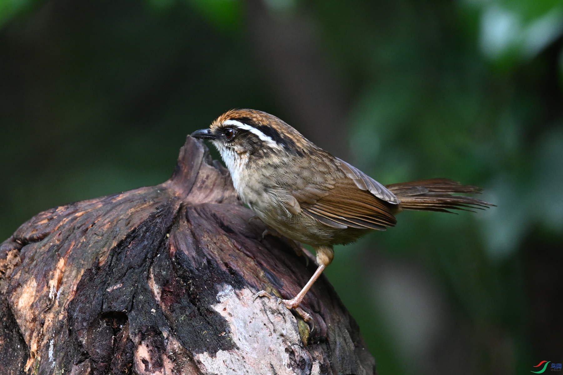 DSC_7265.JPG