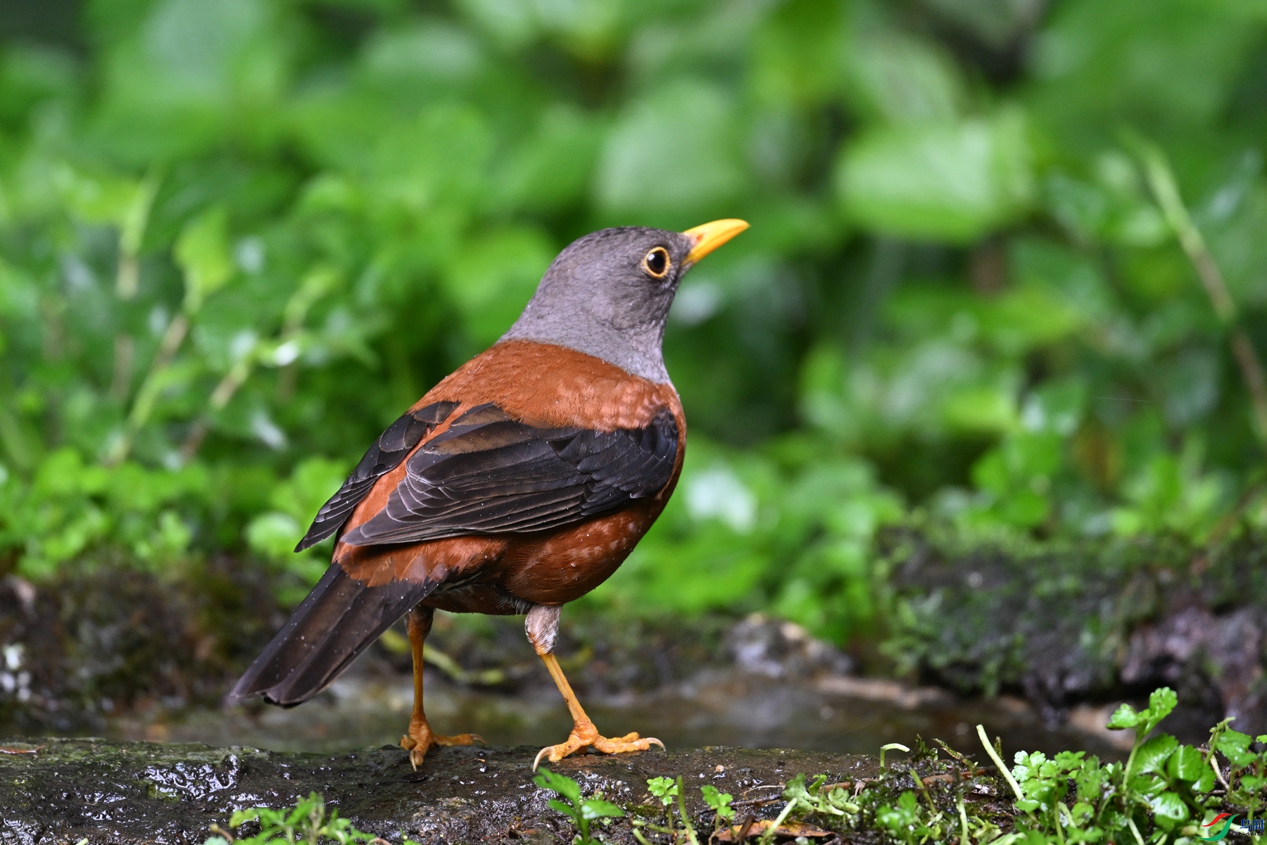 DSC_7250.JPG