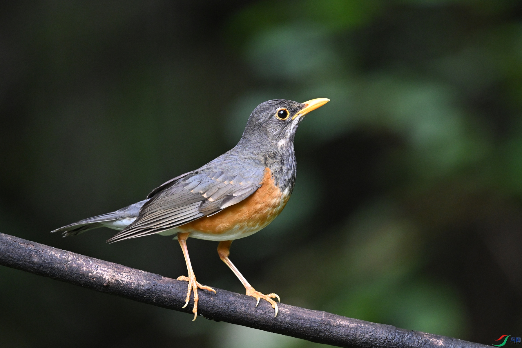 DSC_7271.JPG