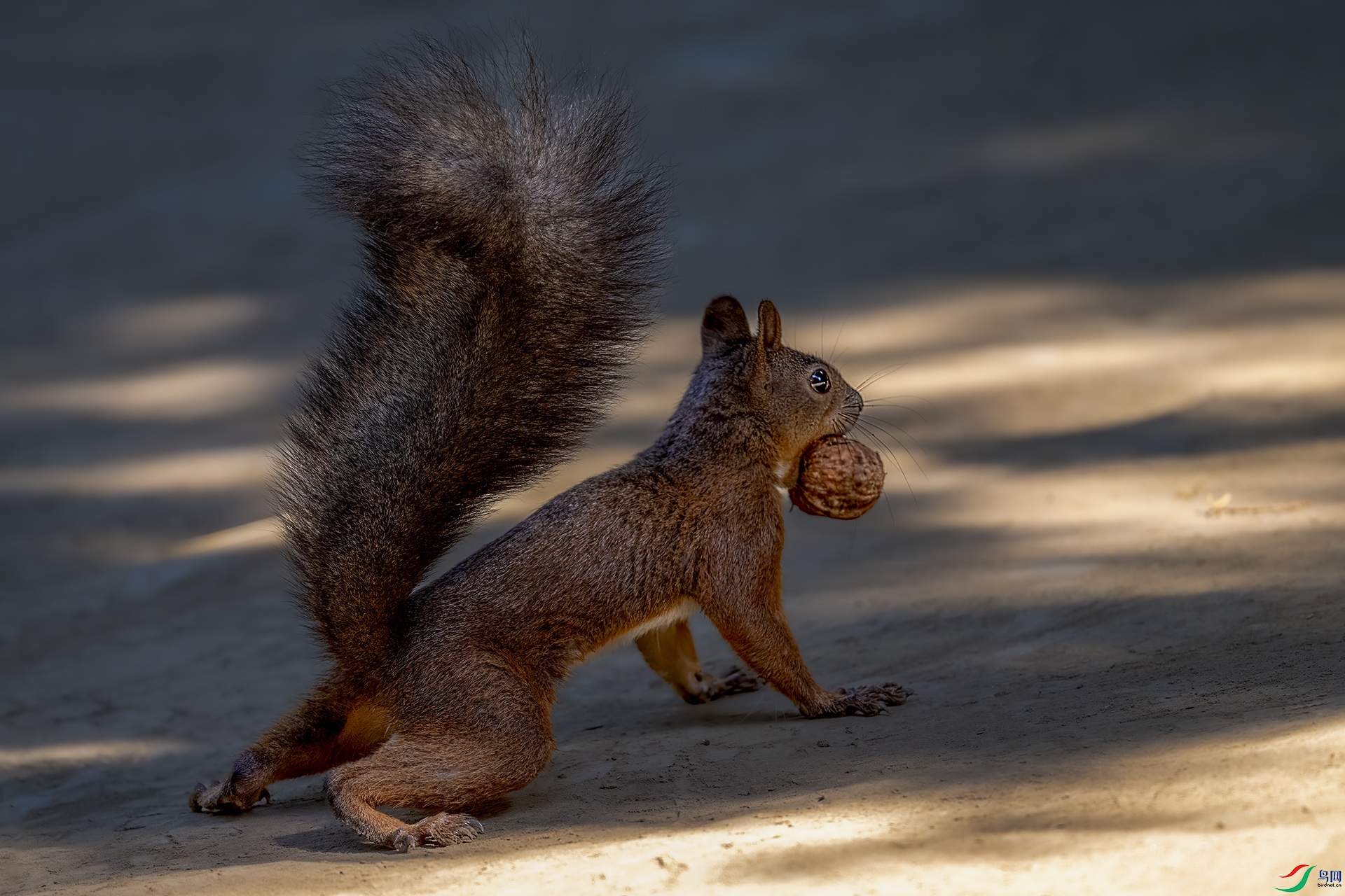 DSC_3487-.jpg