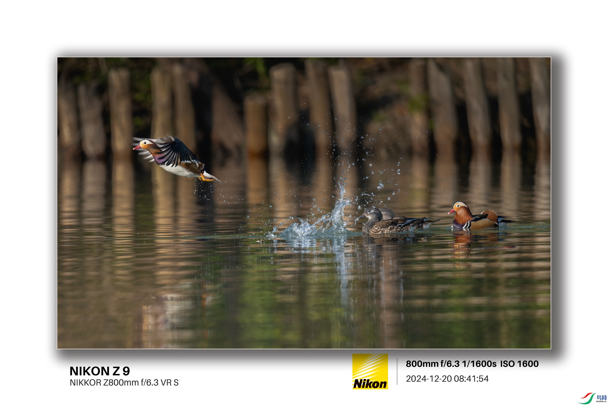 _DSC6378-NEF_DxO_DeepPRIME-1.jpg