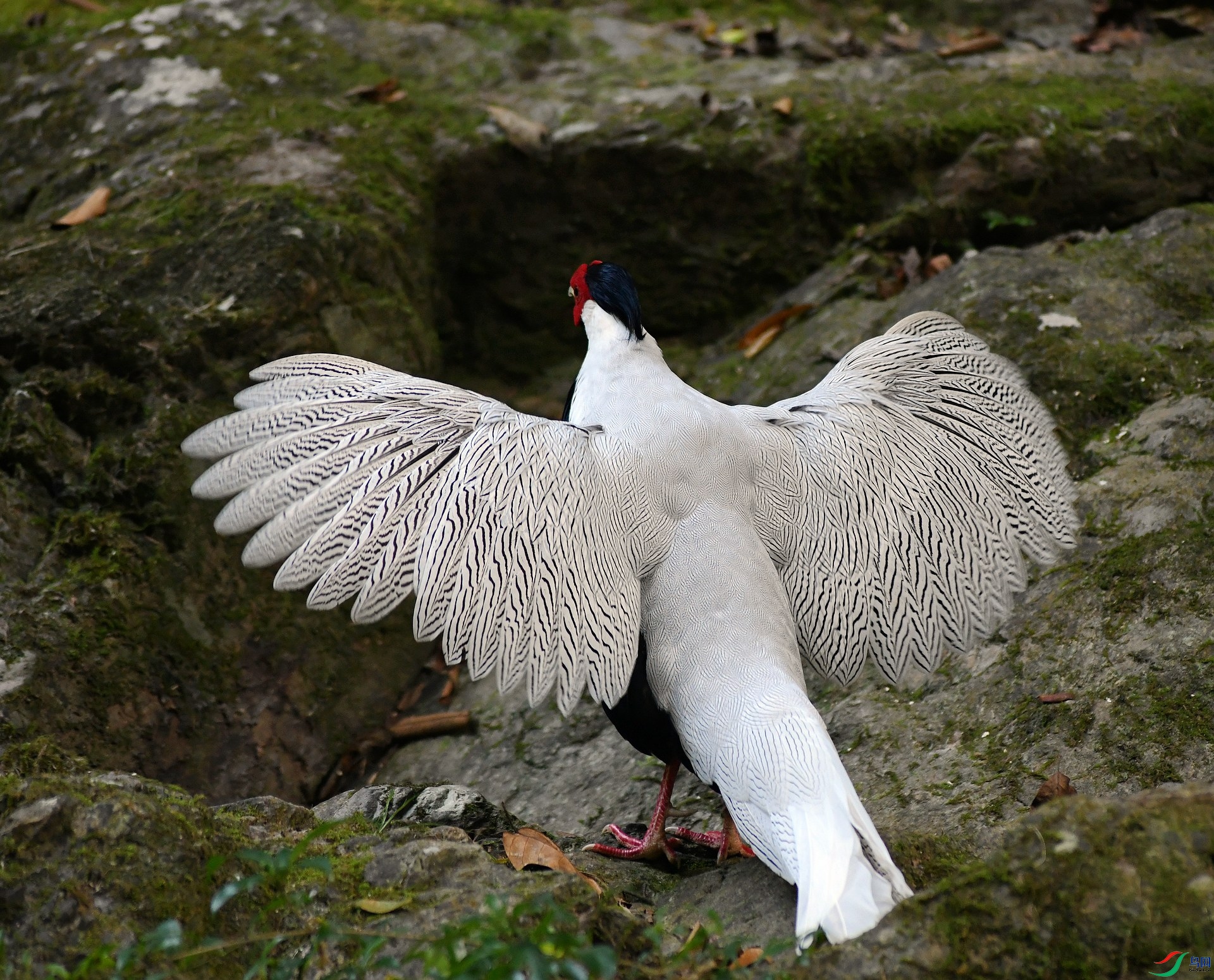 DSC_2464.jpg