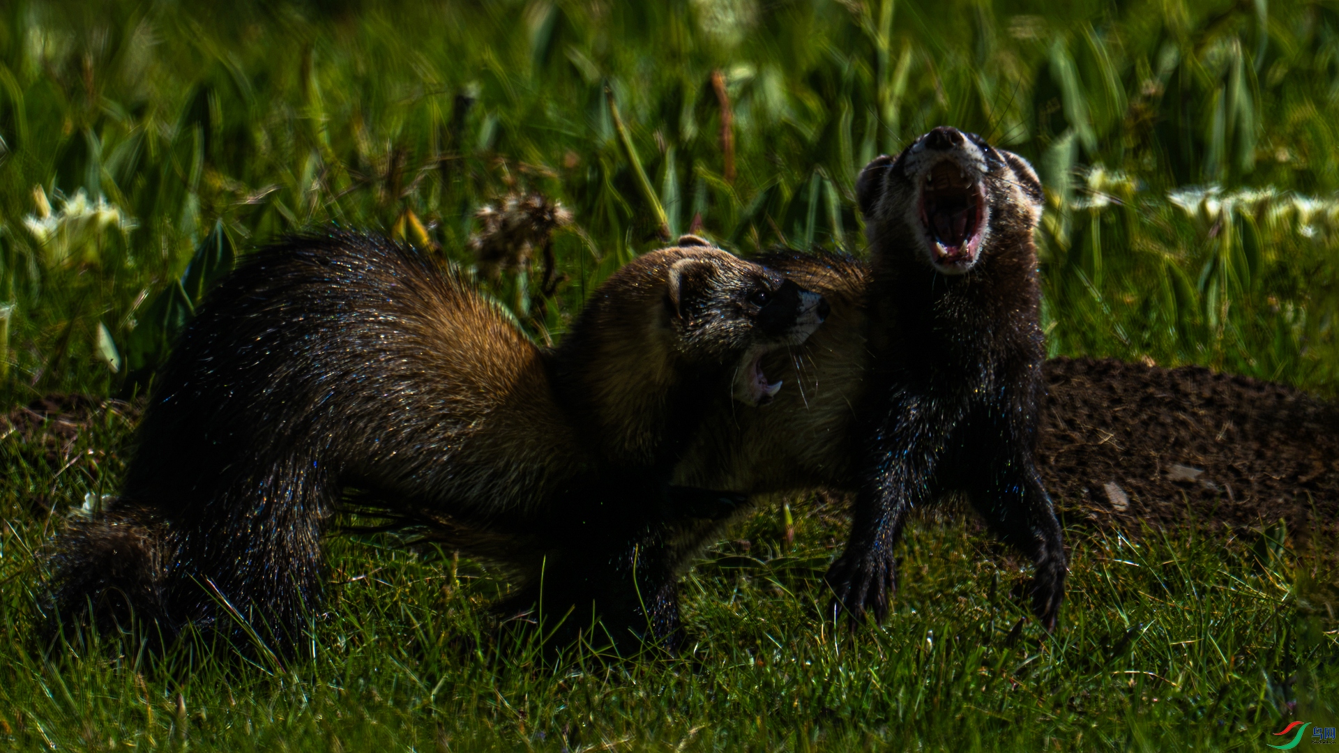 DSC_2915 ����_����.jpg