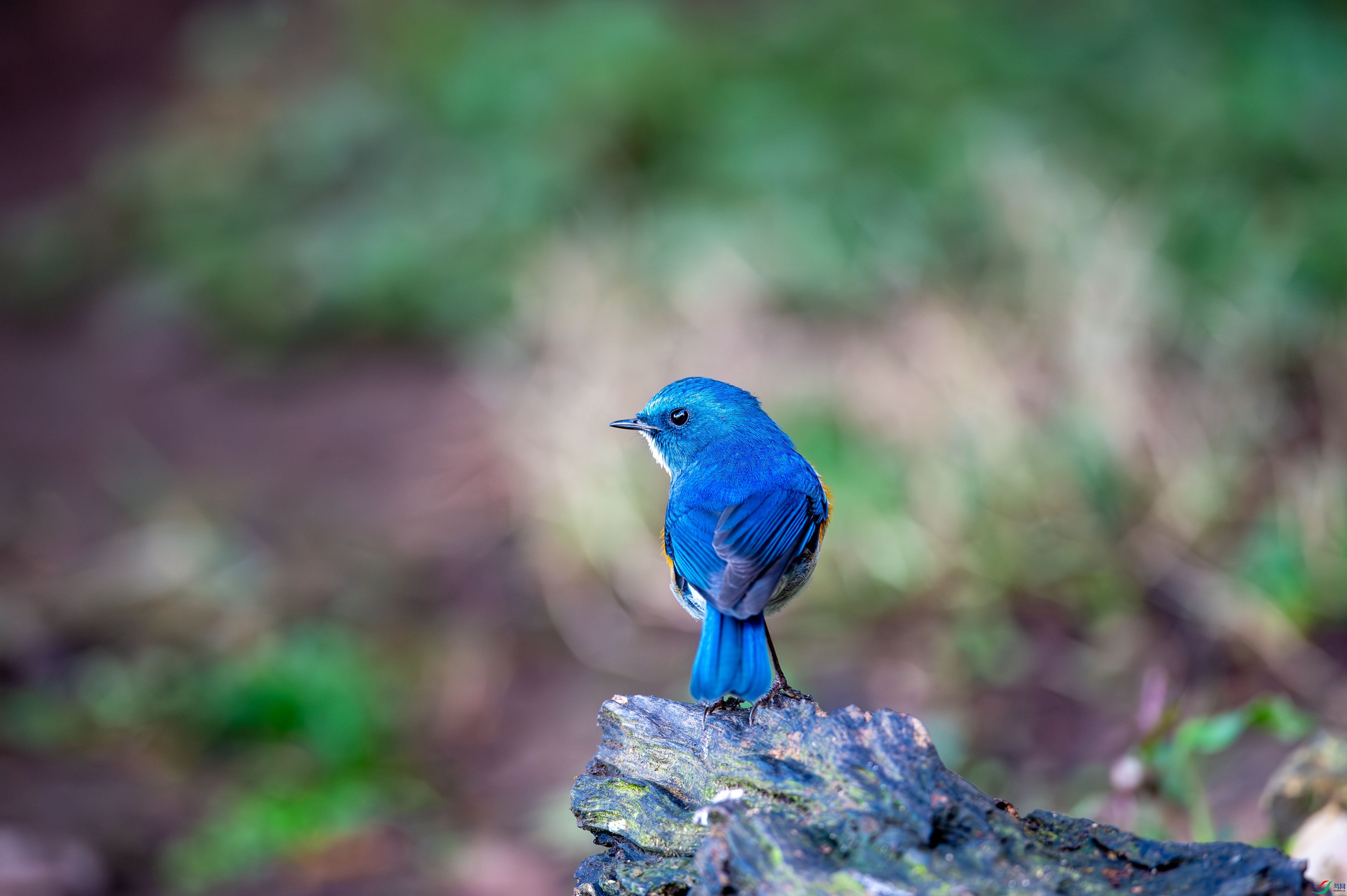 _DSC1011.jpg