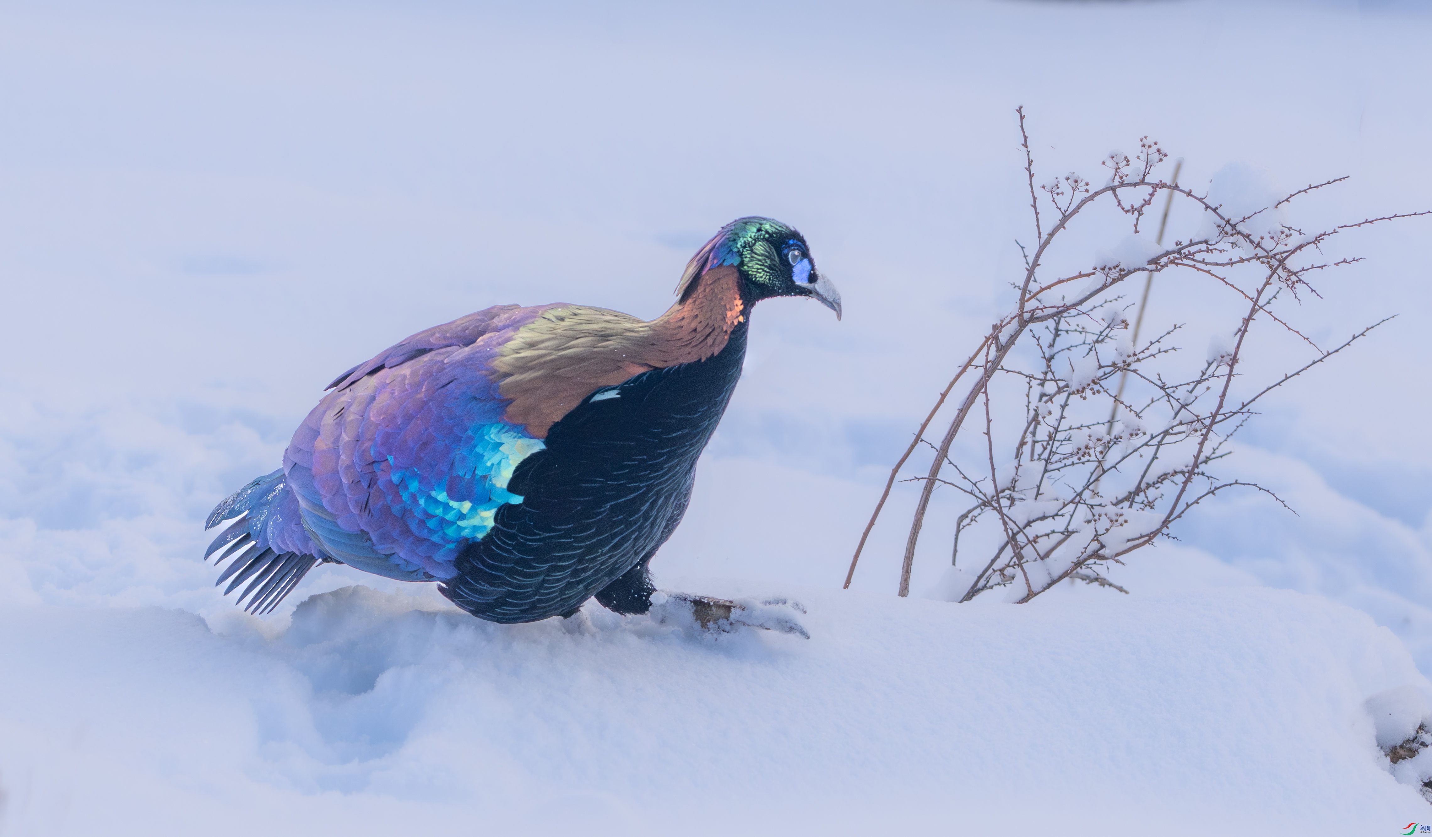 DSC_9065-1.jpg