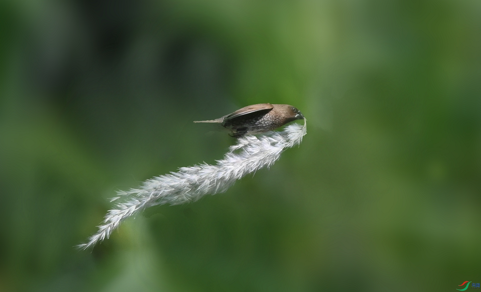DSC_4265_����_����.jpg