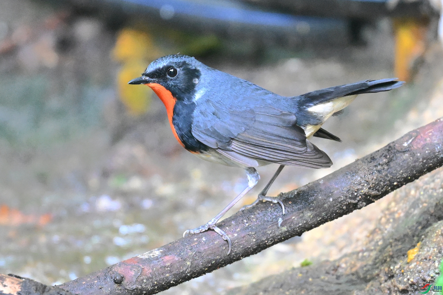 DSC_7294.JPG
