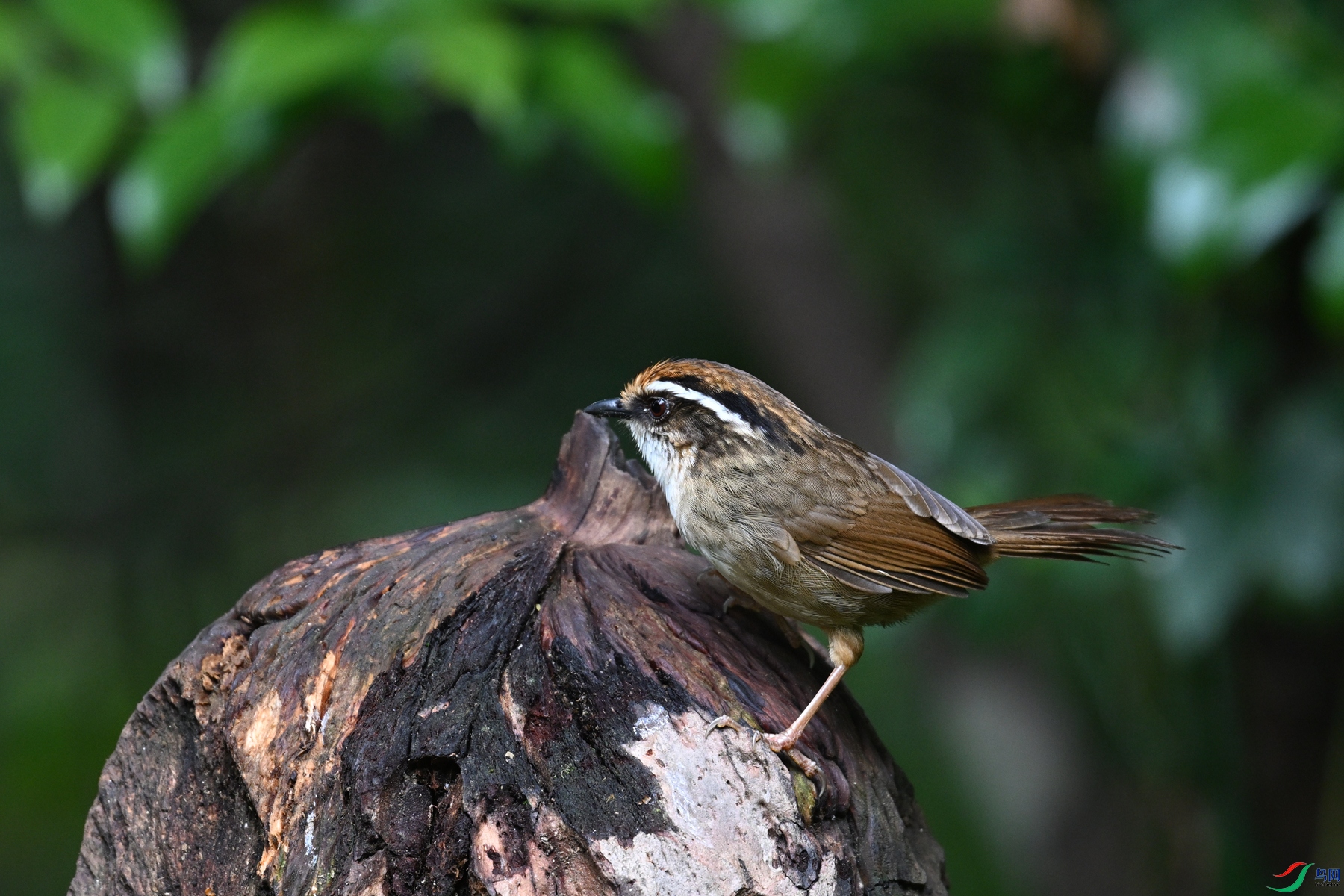 DSC_7266.JPG