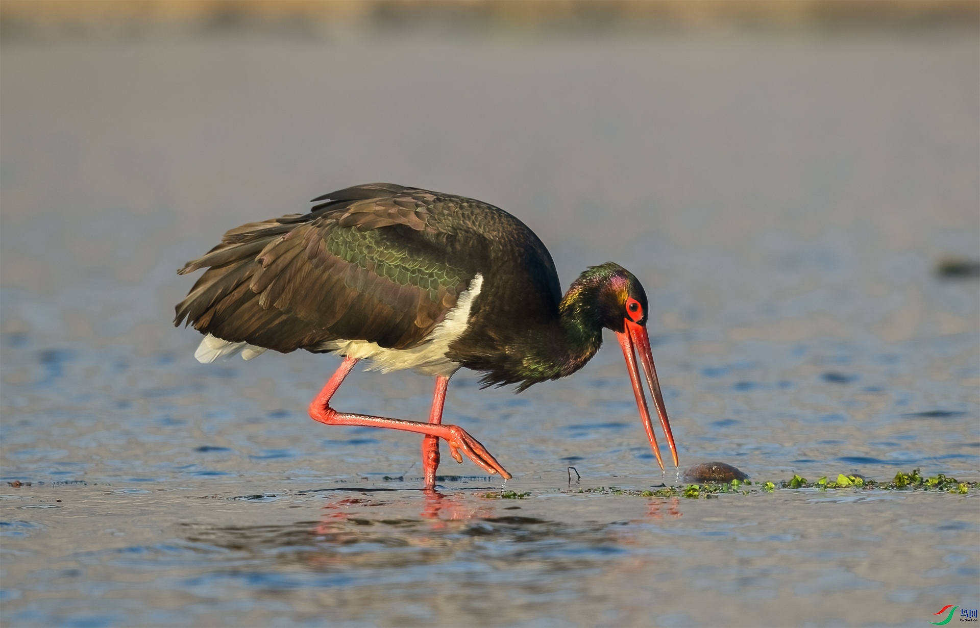 DSC_8352-1.jpg-1.jpg