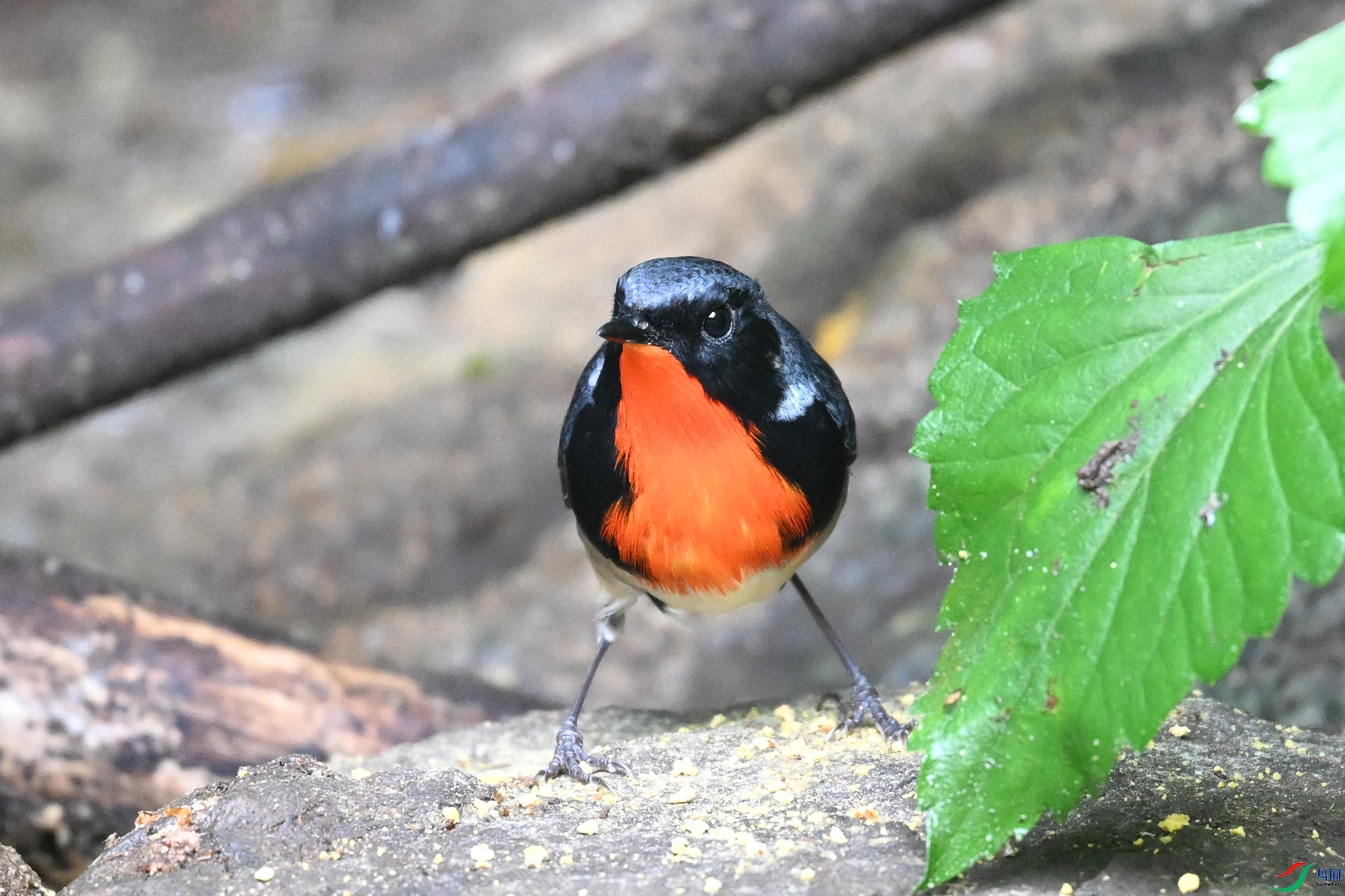 DSC_7311.JPG