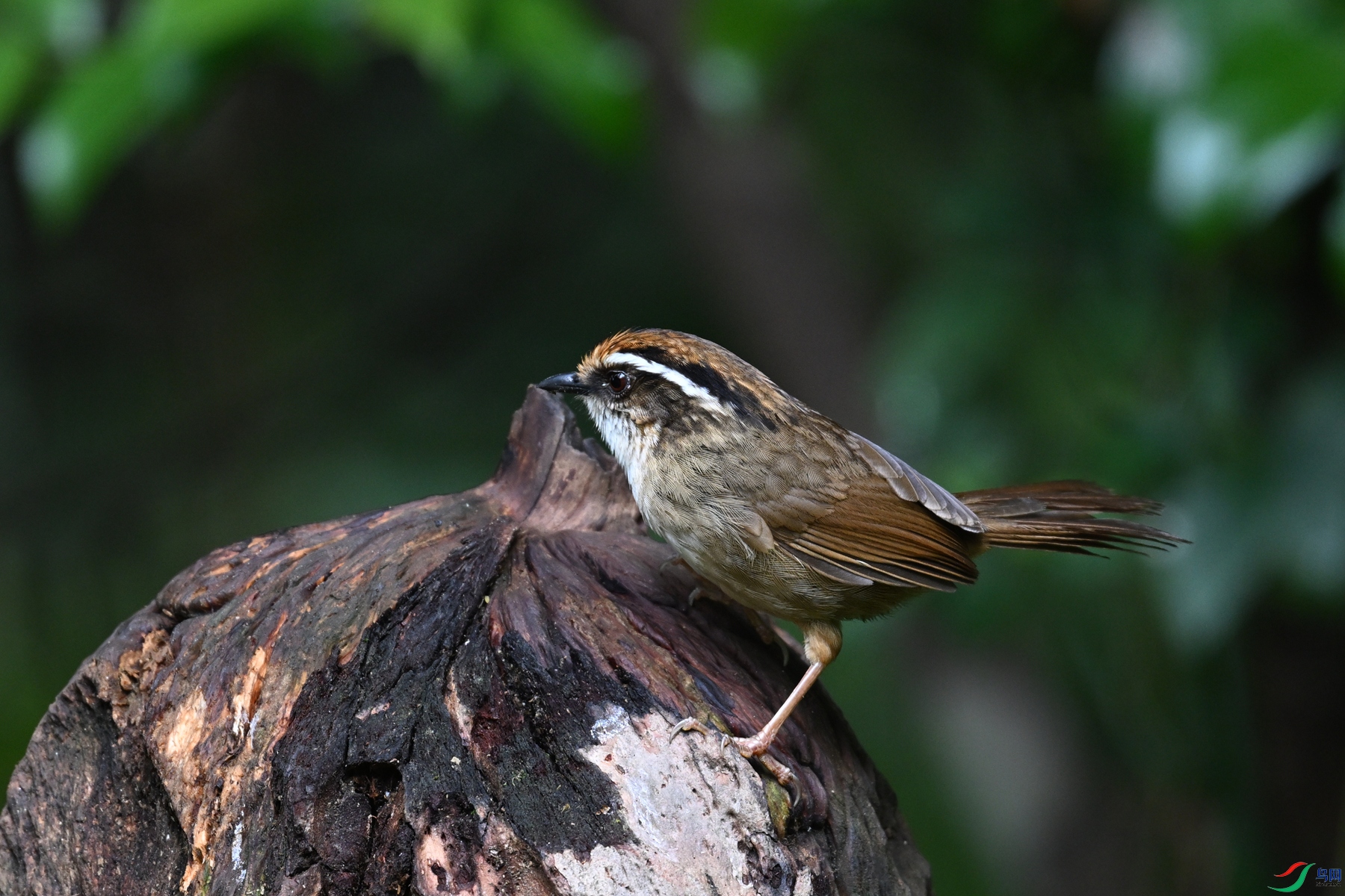 DSC_7267.JPG