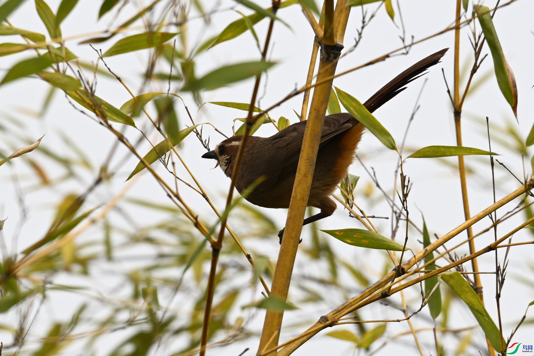 DSC_7334.JPG