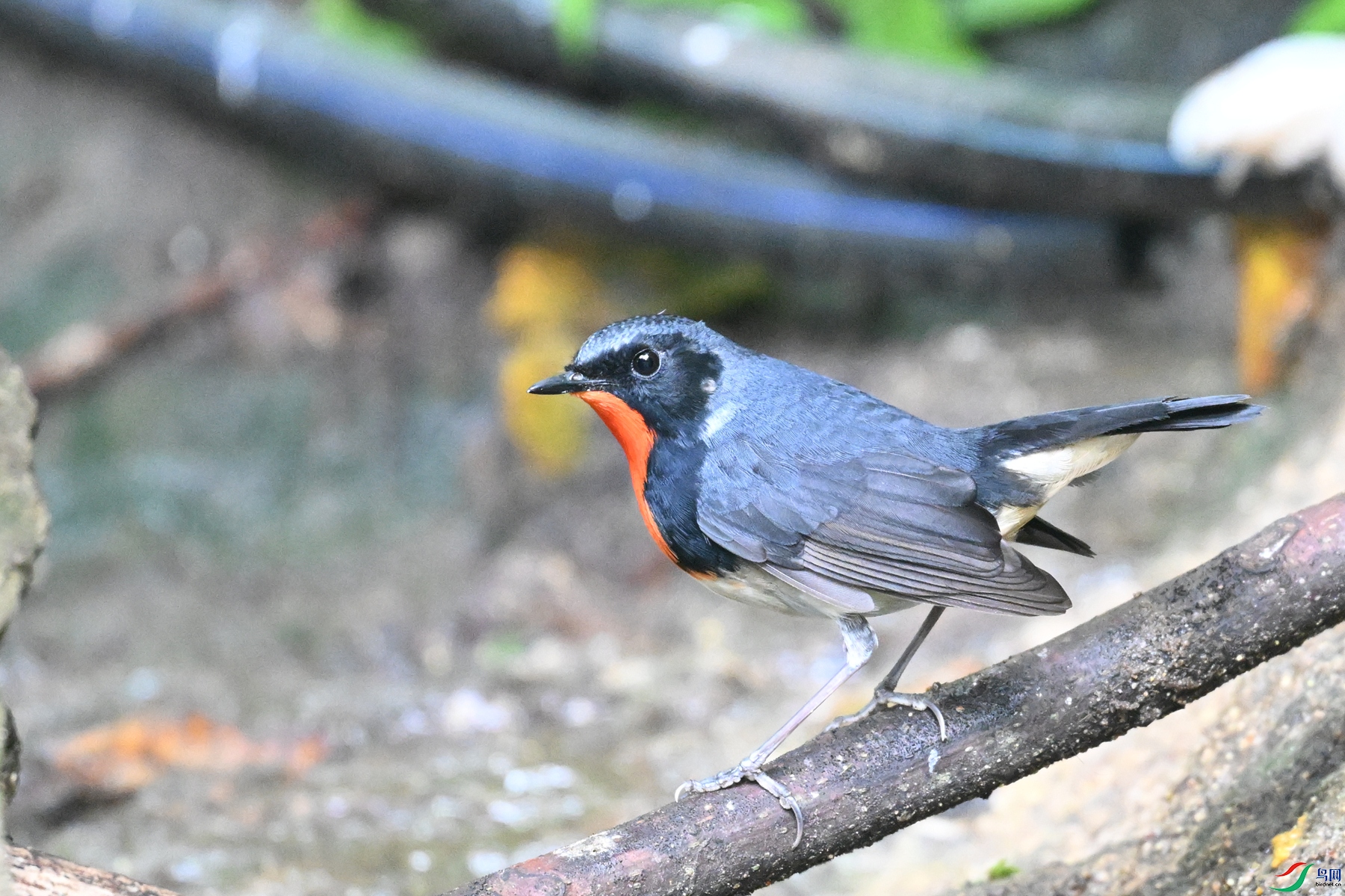 DSC_7299.JPG