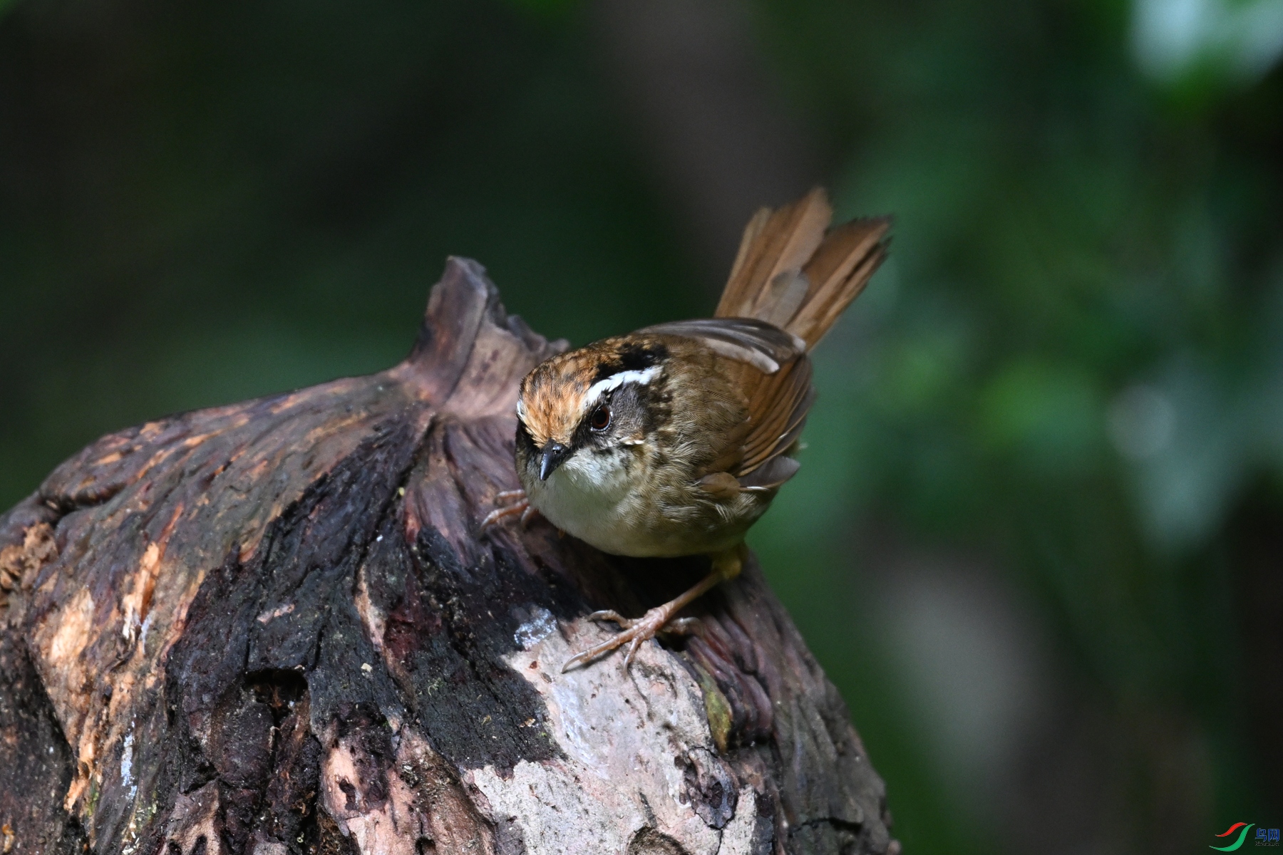 DSC_7270.JPG