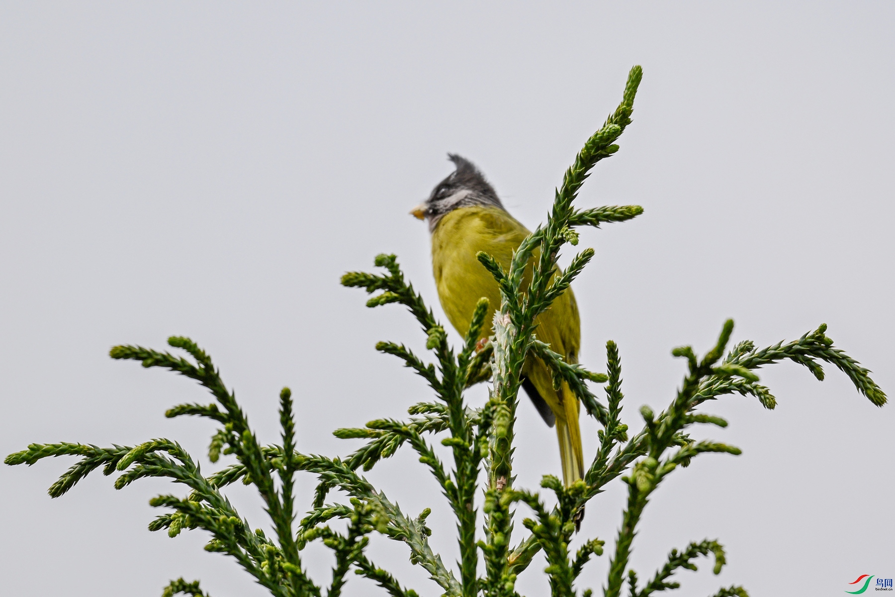 DSC_7335.JPG