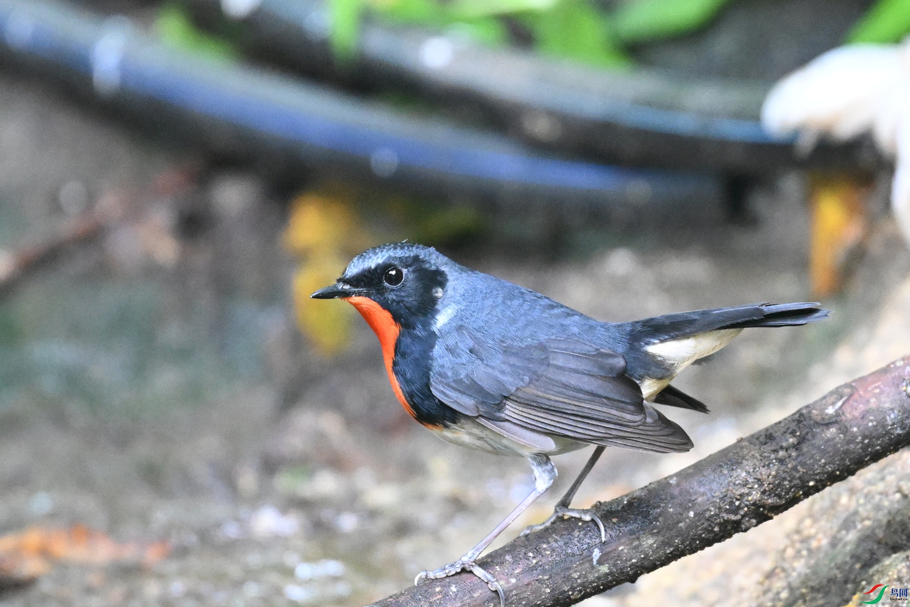 DSC_7302.JPG