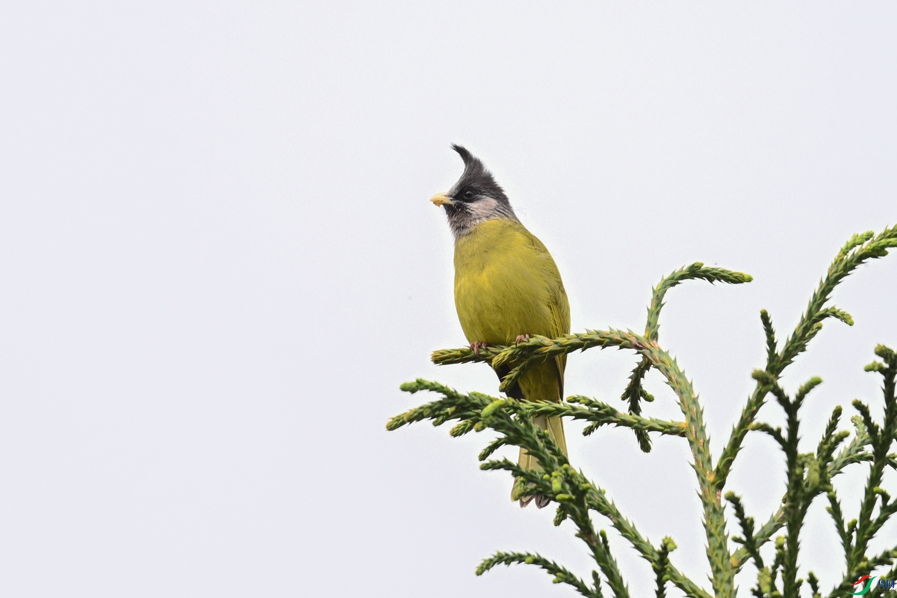 DSC_7339.JPG
