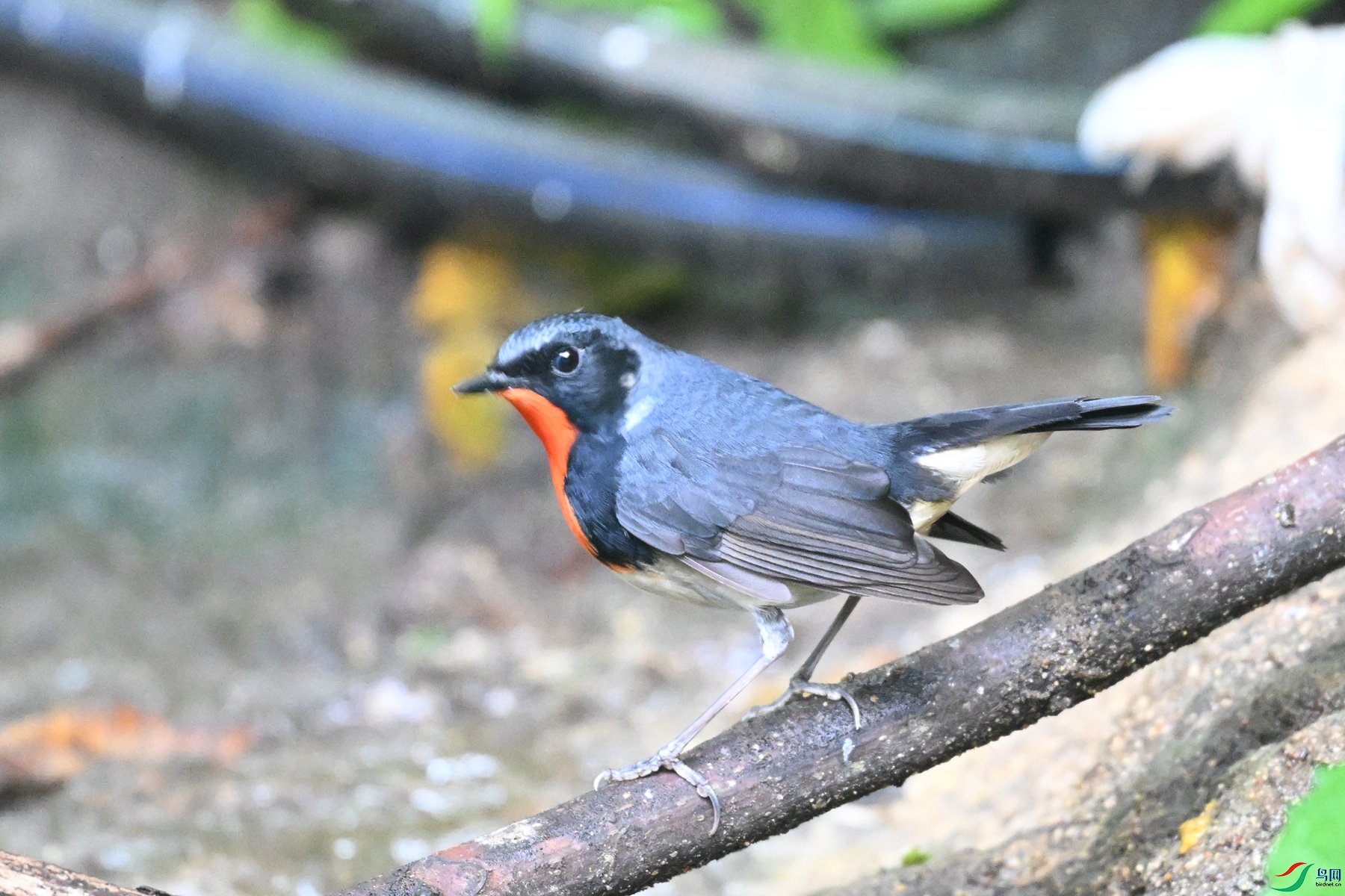 DSC_7304.JPG