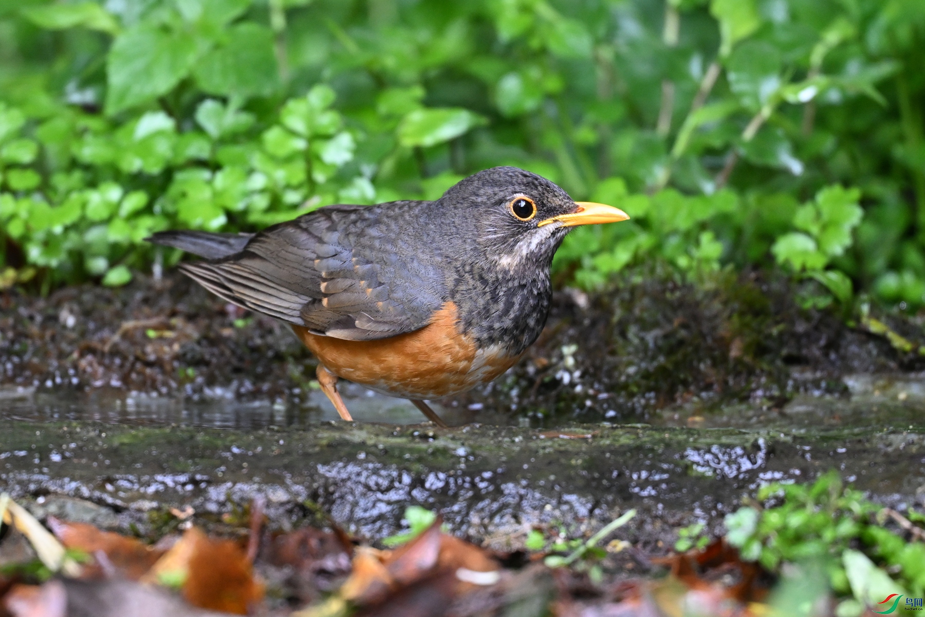 DSC_7276.JPG