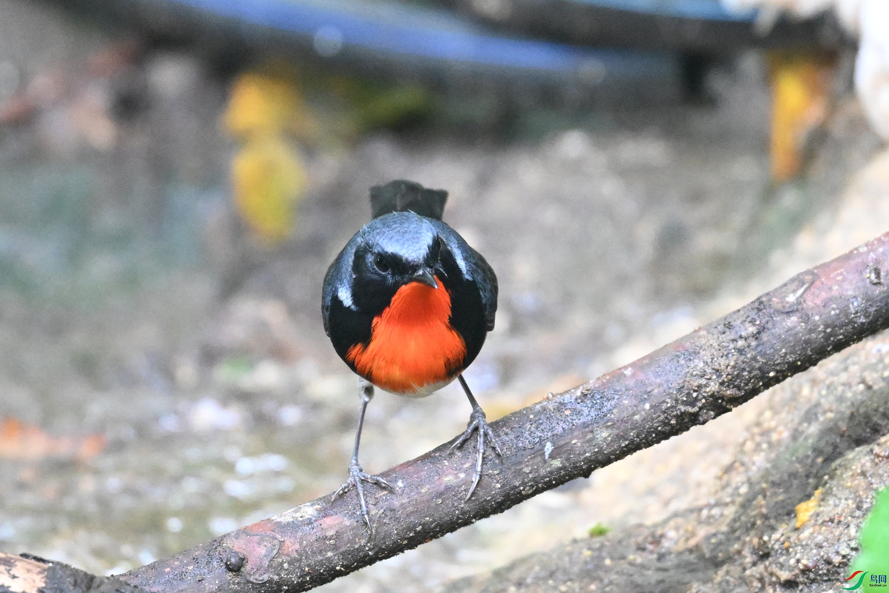 DSC_7307.JPG