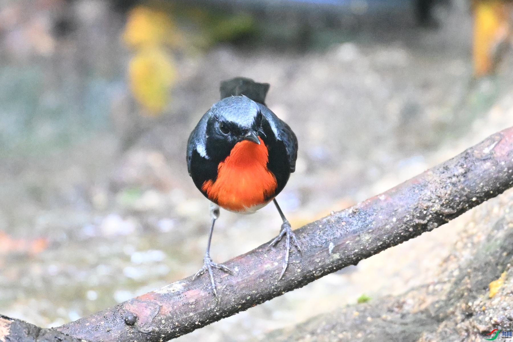 DSC_7309.JPG