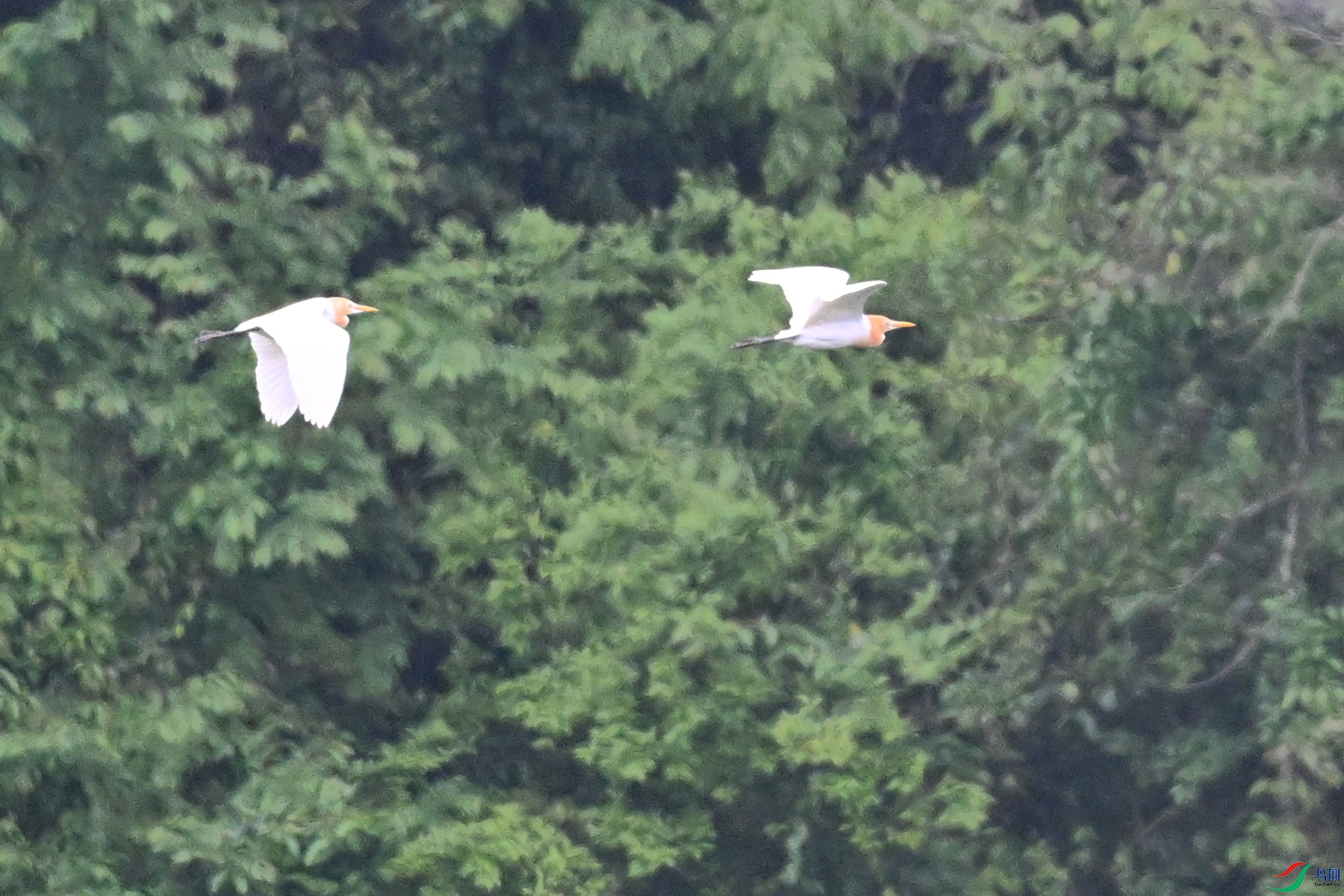 DSC_7349.JPG