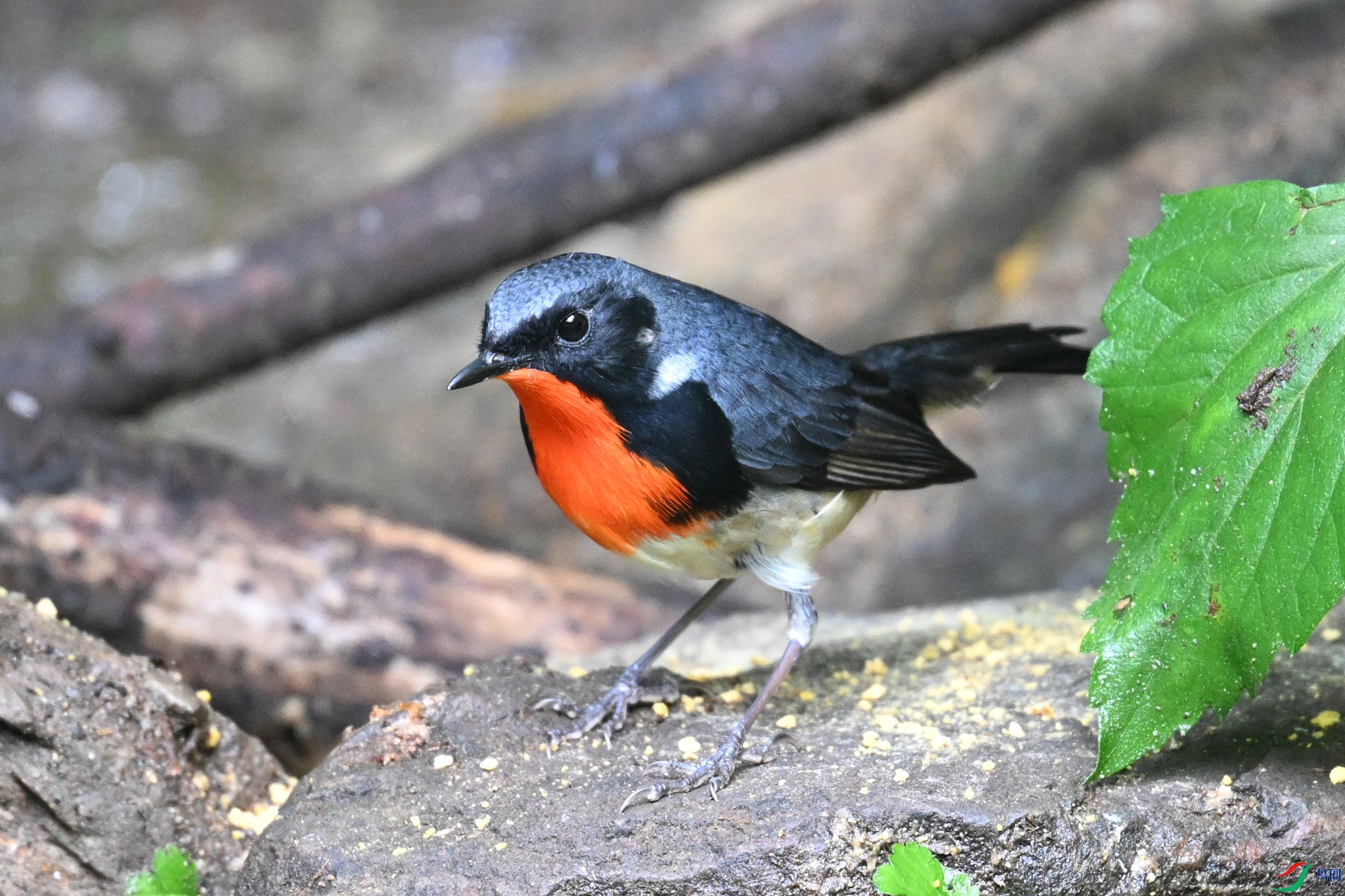 DSC_7323.JPG