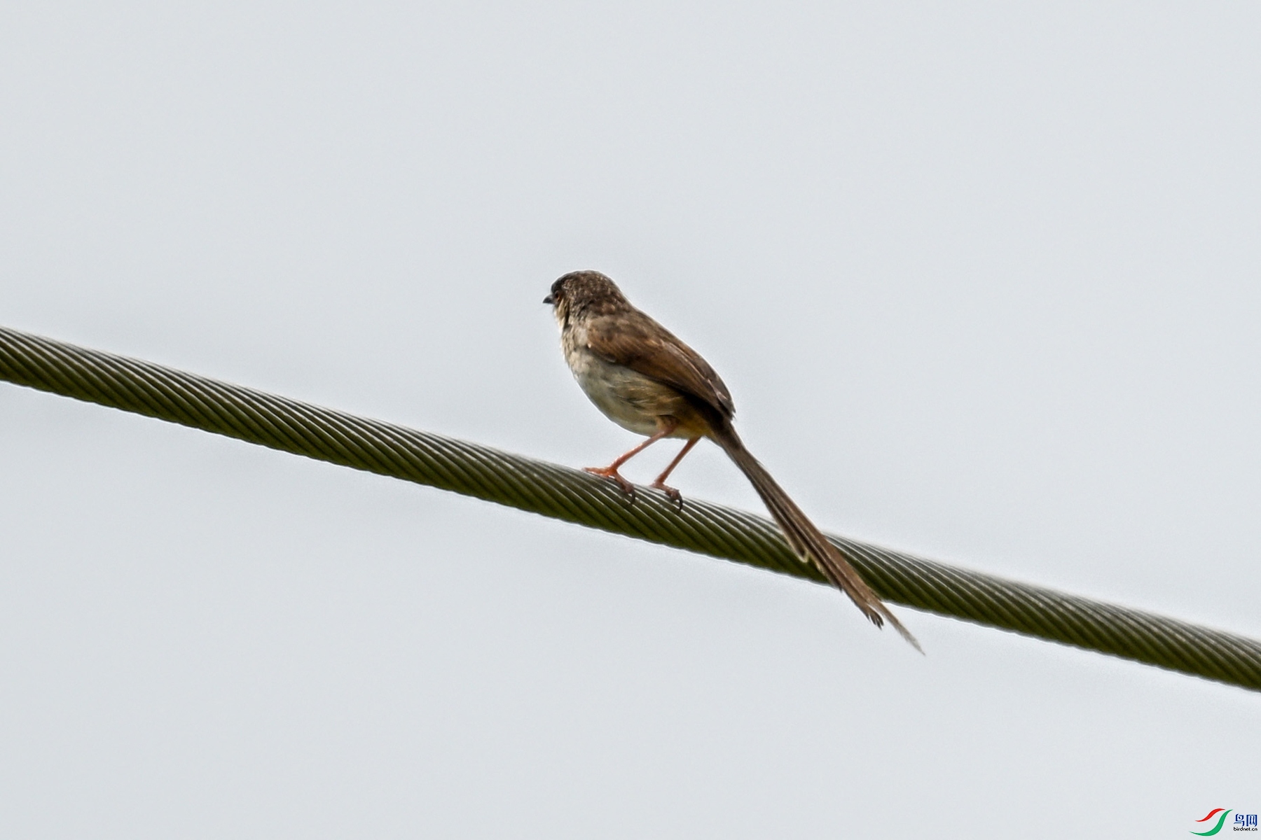 DSC_7353.JPG