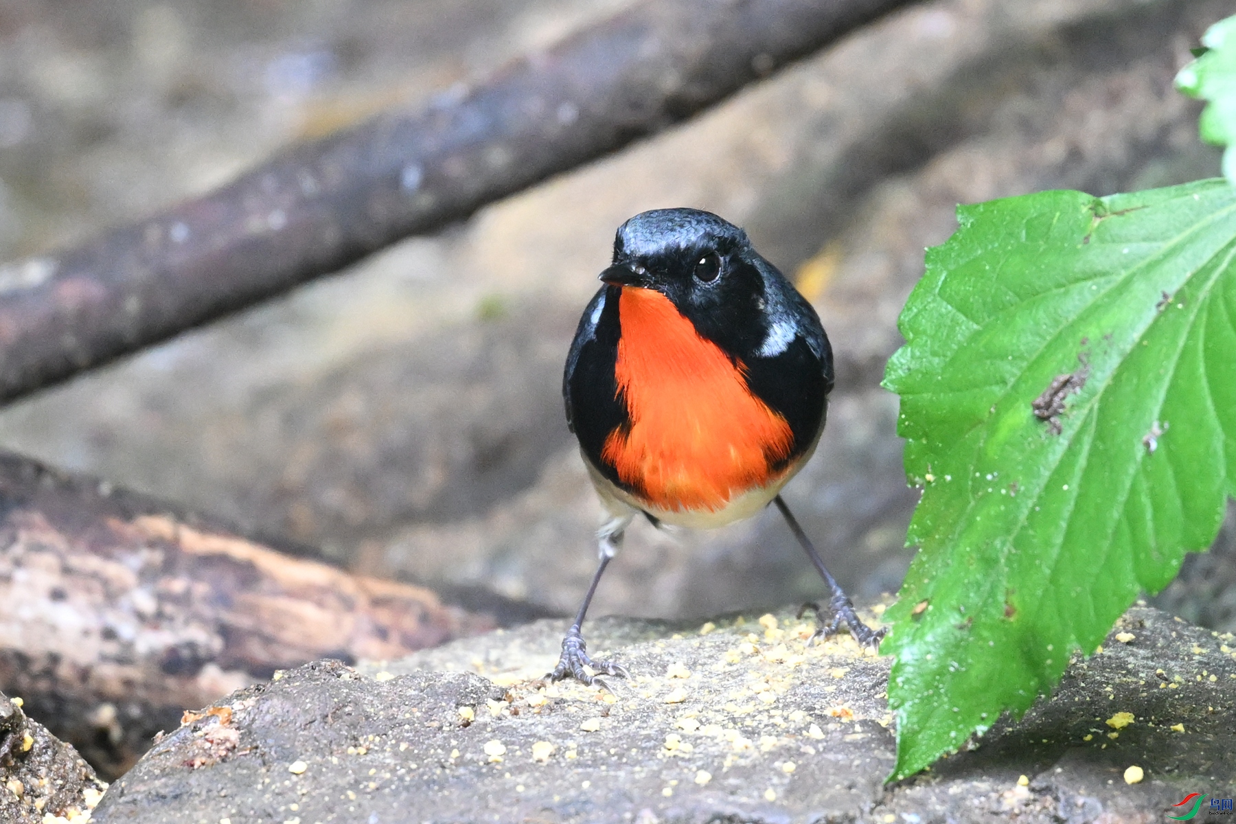 DSC_7310.JPG