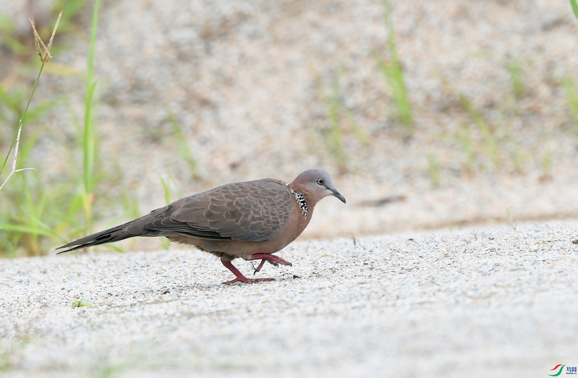 DSC_6619.jpg