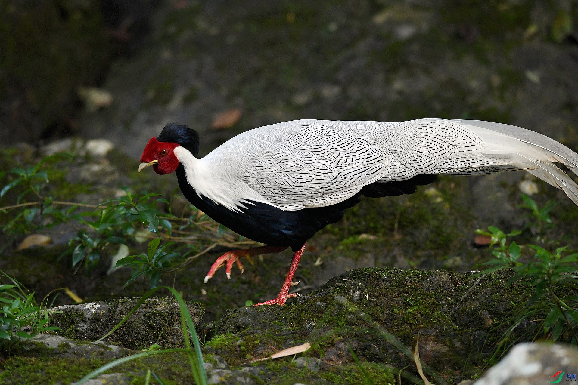 DSC_8627.jpg