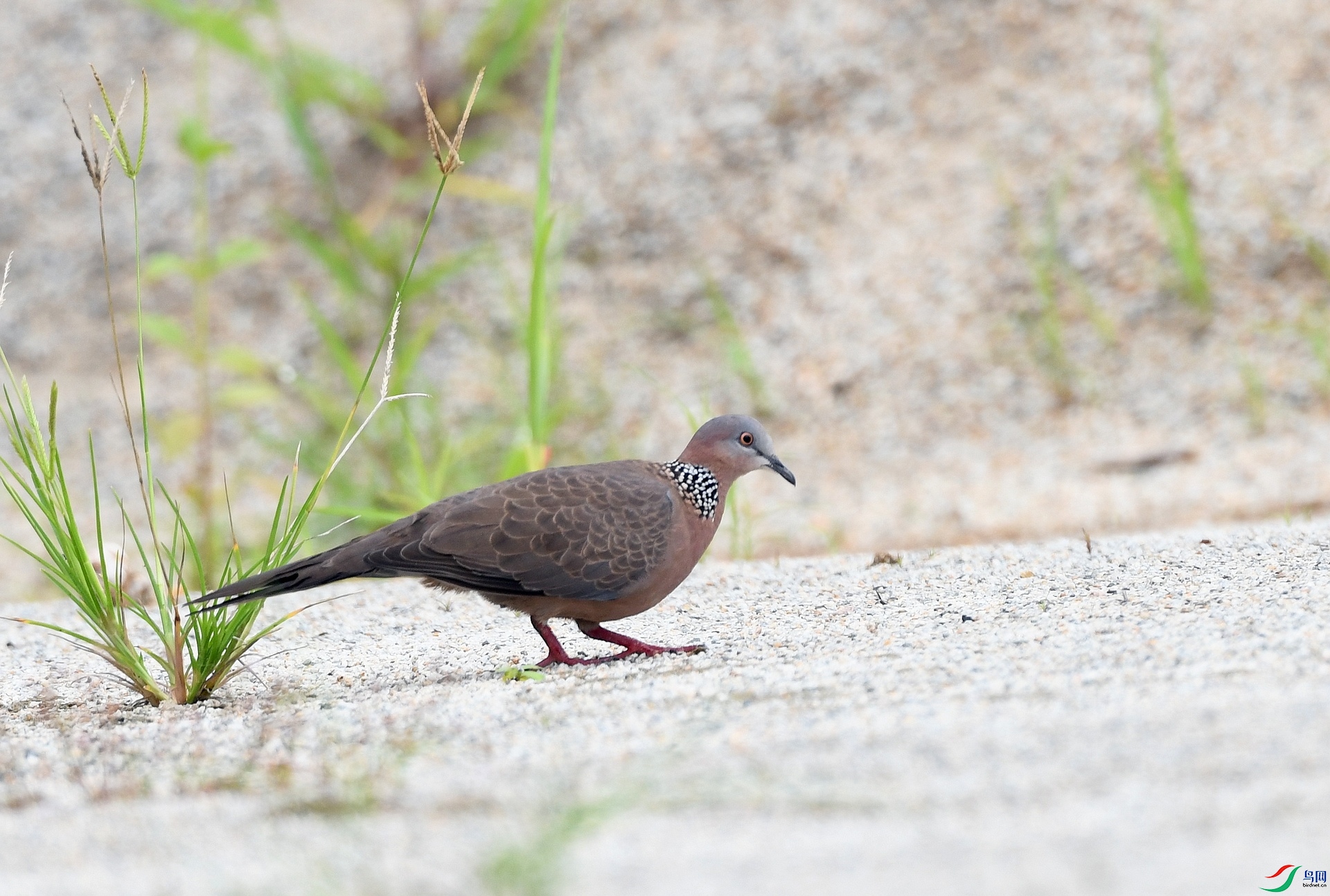 DSC_6616.jpg