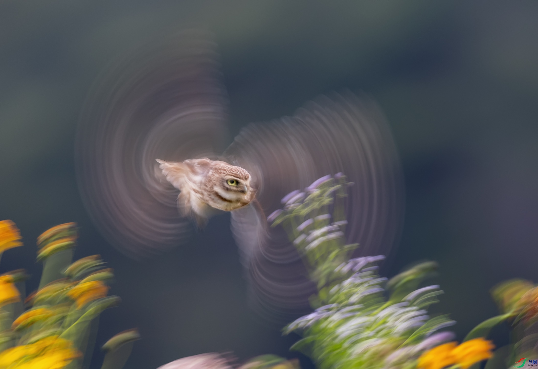 ���Ƹ�С�^