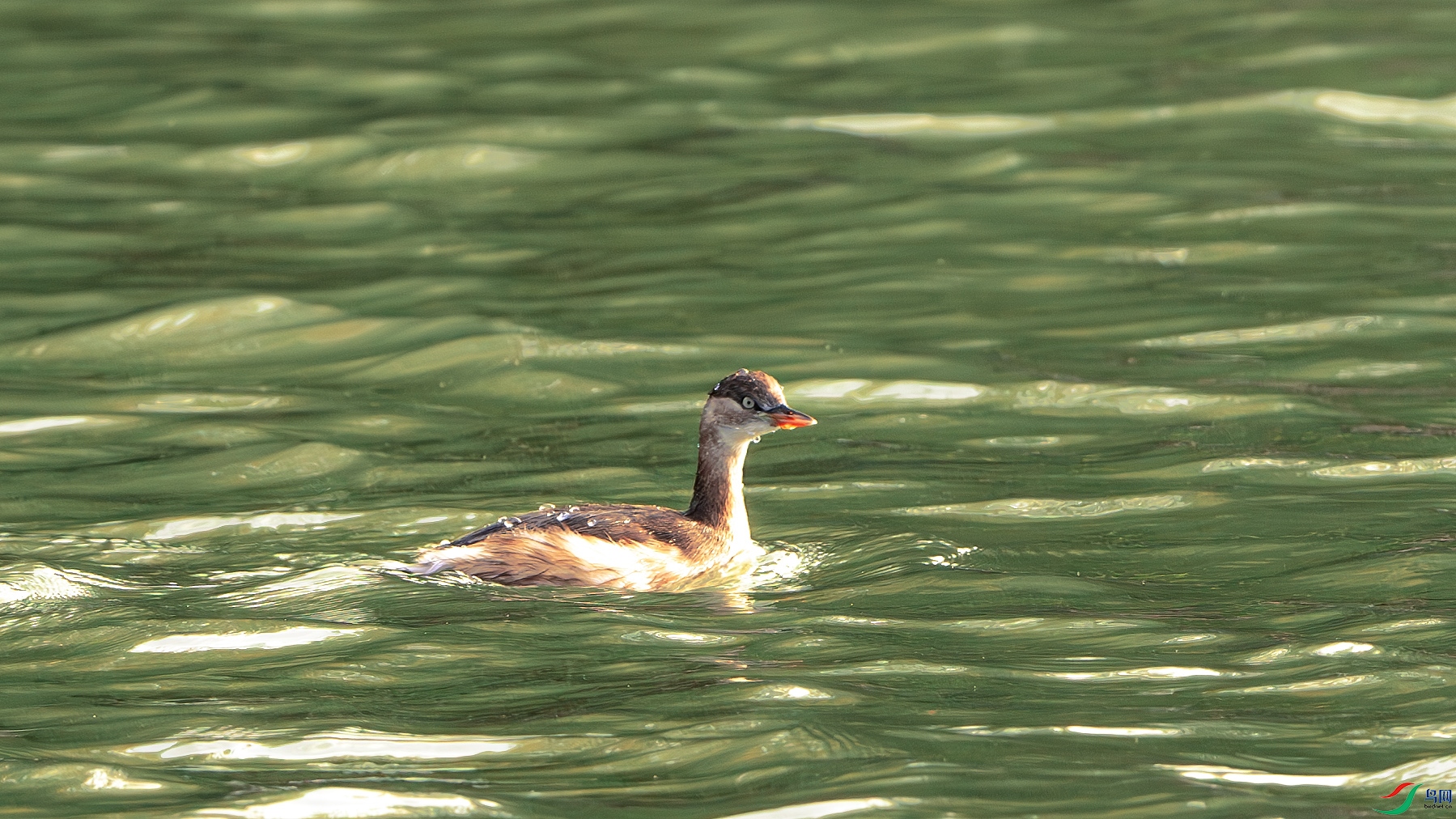 DSC_7092-����ǿ-NR ����.jpg