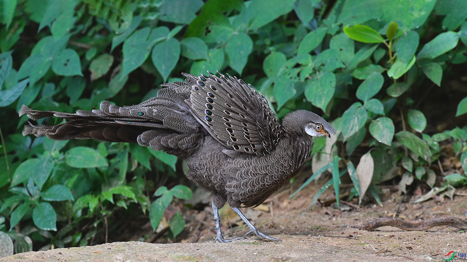 4DSC_5963_DxO.jpga.jpg