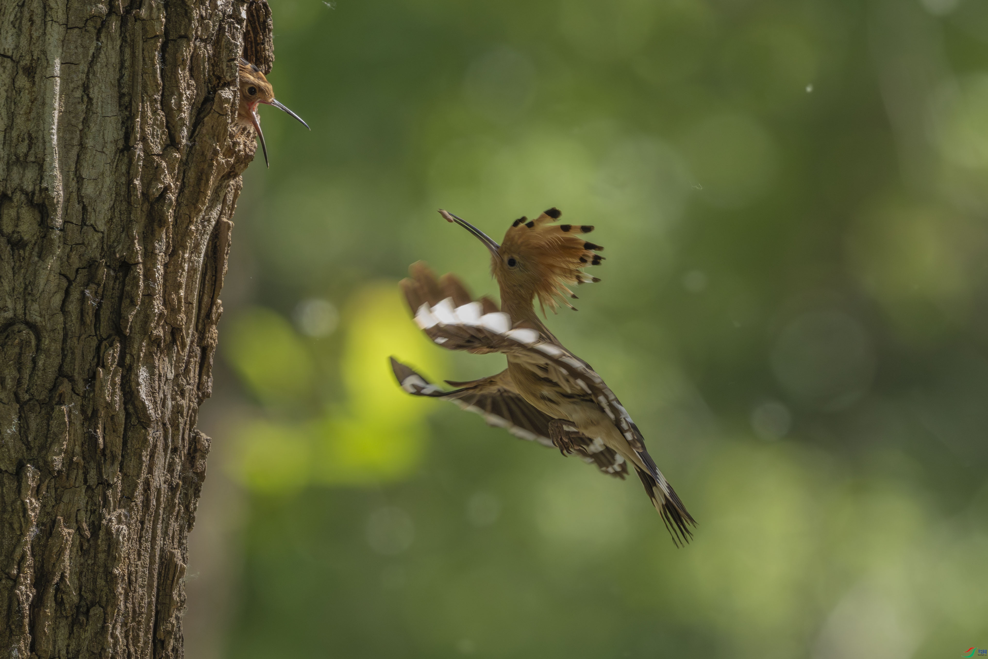 DSC_2242-2.jpg