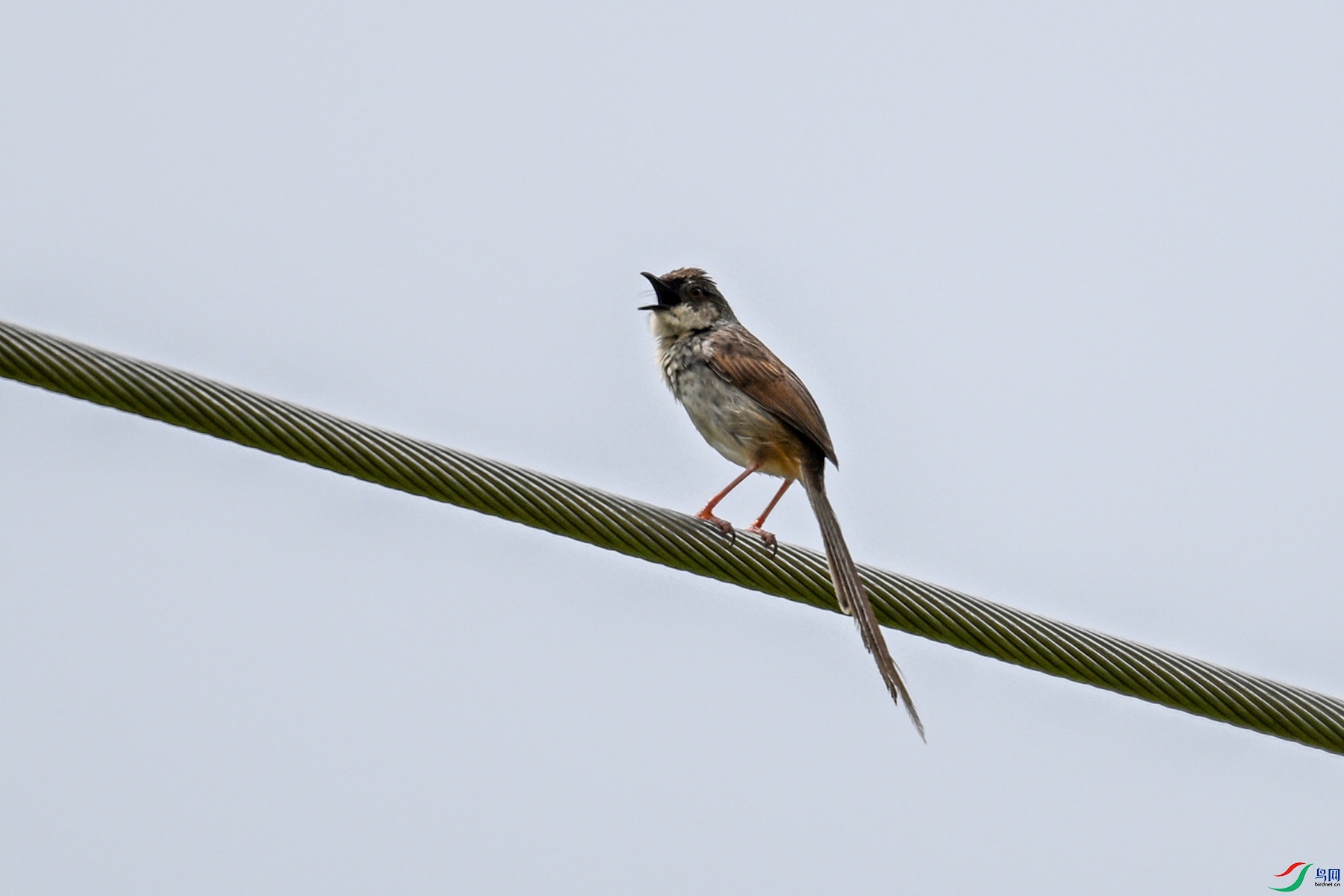 DSC_7369.JPG