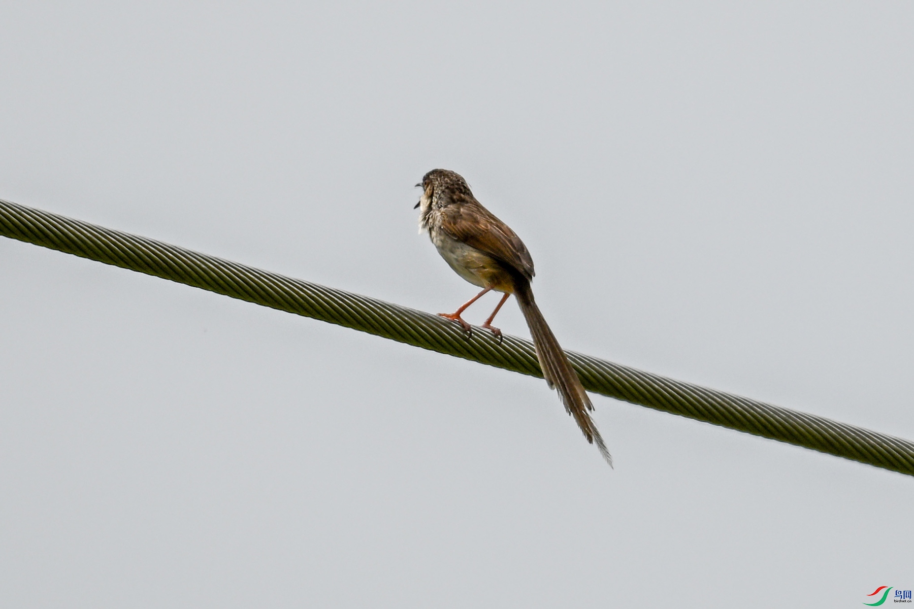 DSC_7362.JPG