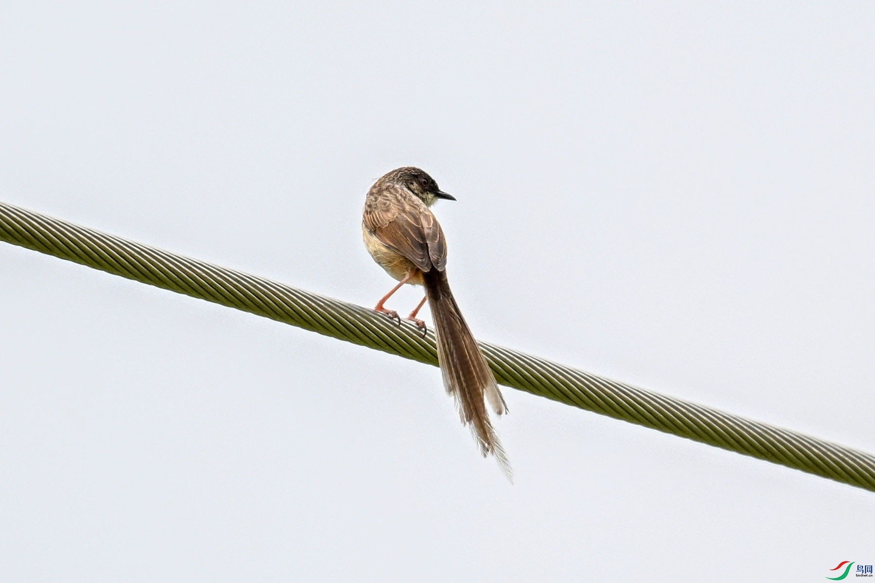 DSC_7376.JPG