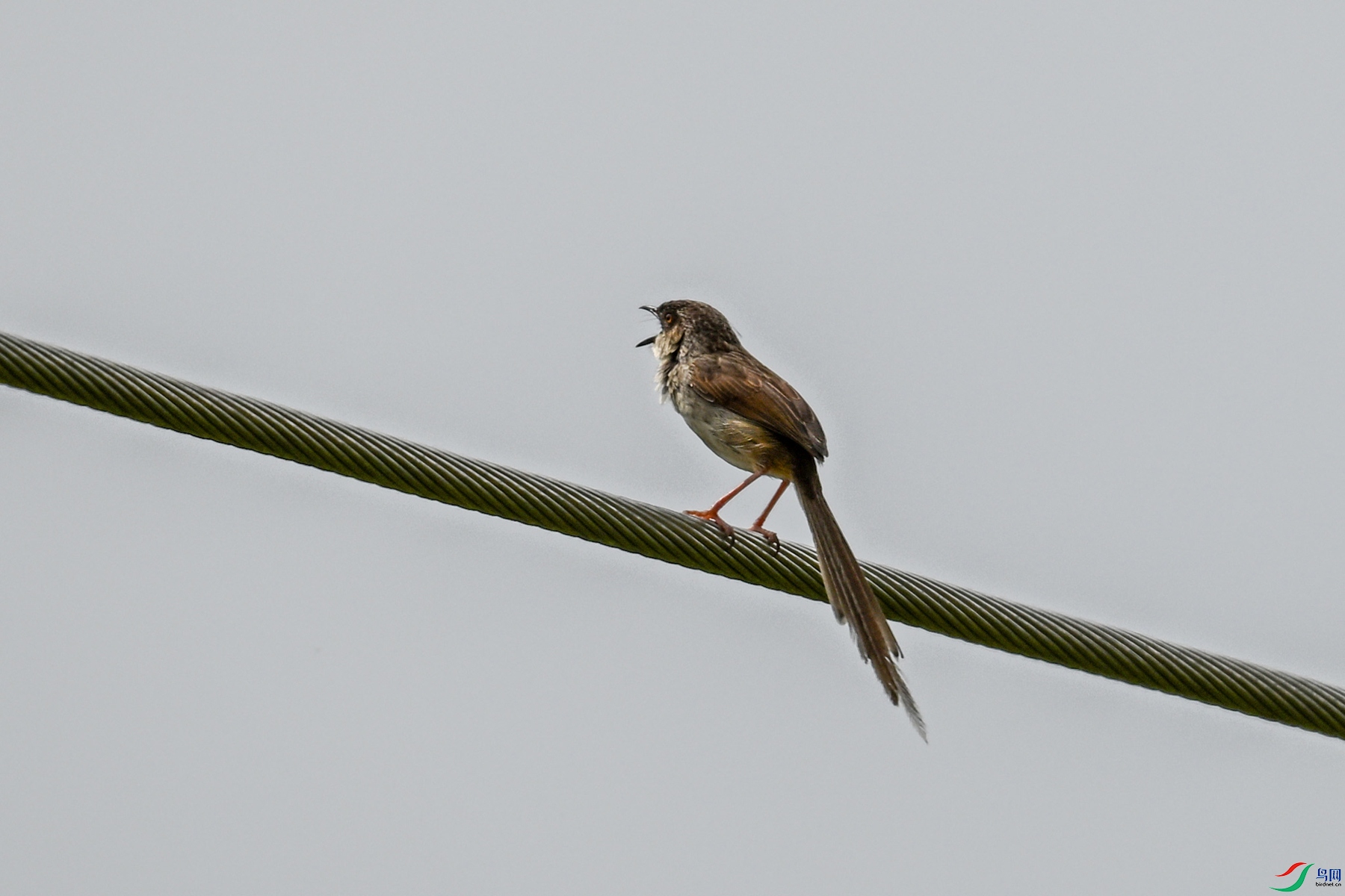 DSC_7364.JPG